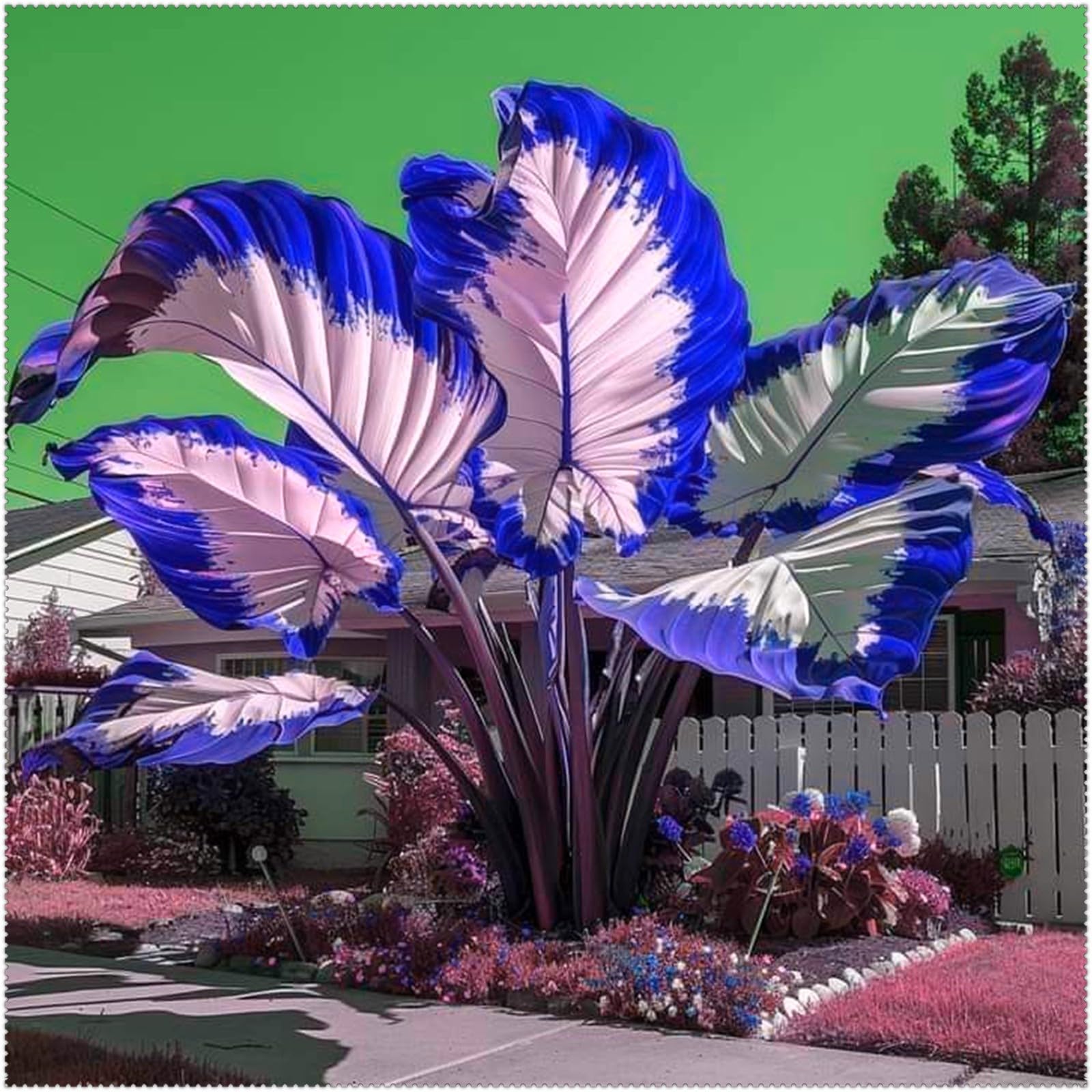 Cut Flowers,Excellent Display,Natural Organic,Good for Containers,Alocasia Bulbs for Planting,Elephant Ear Bulbs for Planting-10 Bulbs-E