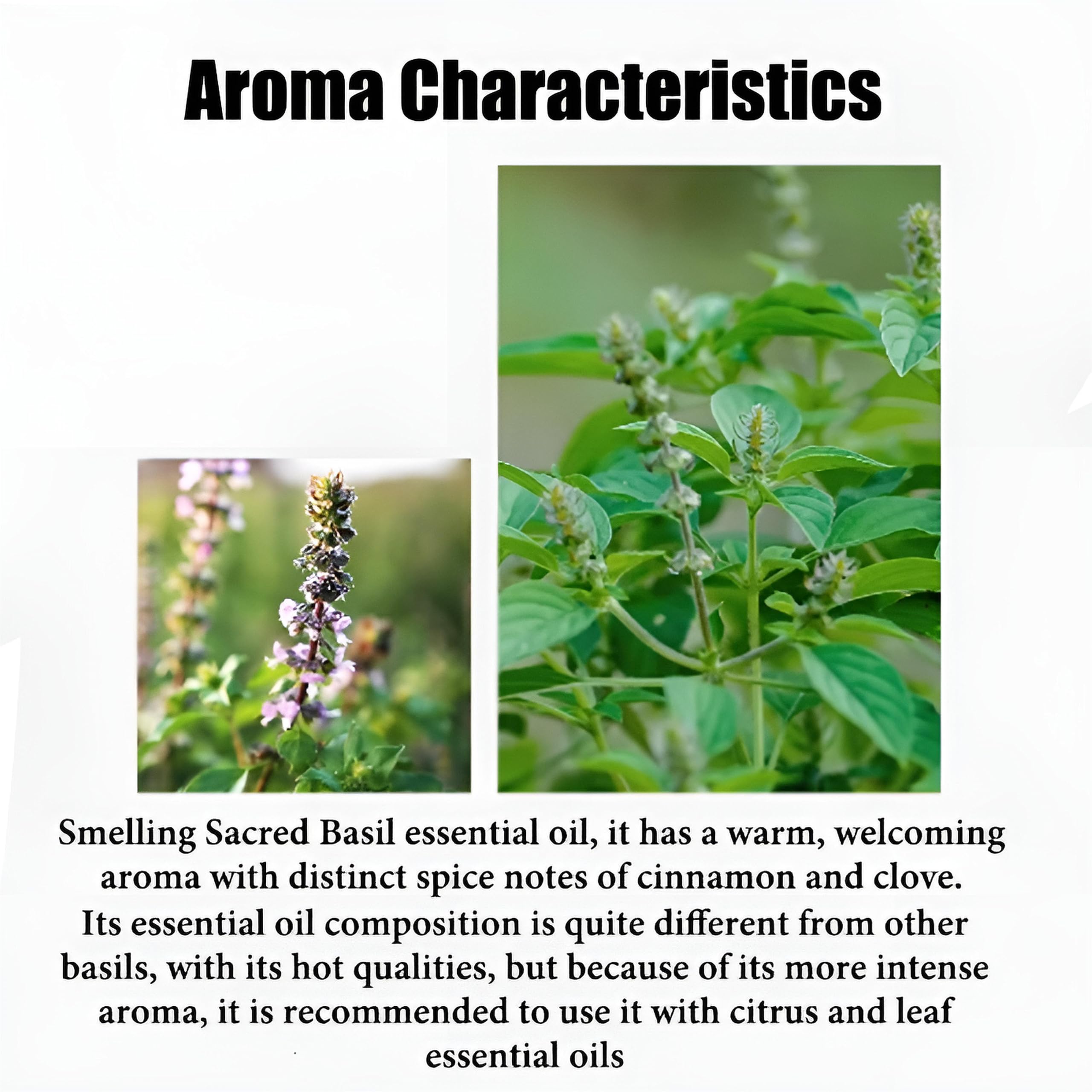100% reines ätherisches Basilikumöl für Aromatherapie, Diffusoren, Haut- und Haarpflege, Kerzen- und Seifenherstellung, hochwertiges Bio-Basilikumöl, natürliches Duftöl zur Entspannung(500ml)
