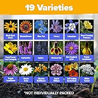 Vista 7 de HOME GROWN - Más de 63 200 semillas de flores silvestres a granel, 4 onzas de semillas perennes de flores silvestres, semillas de jardín