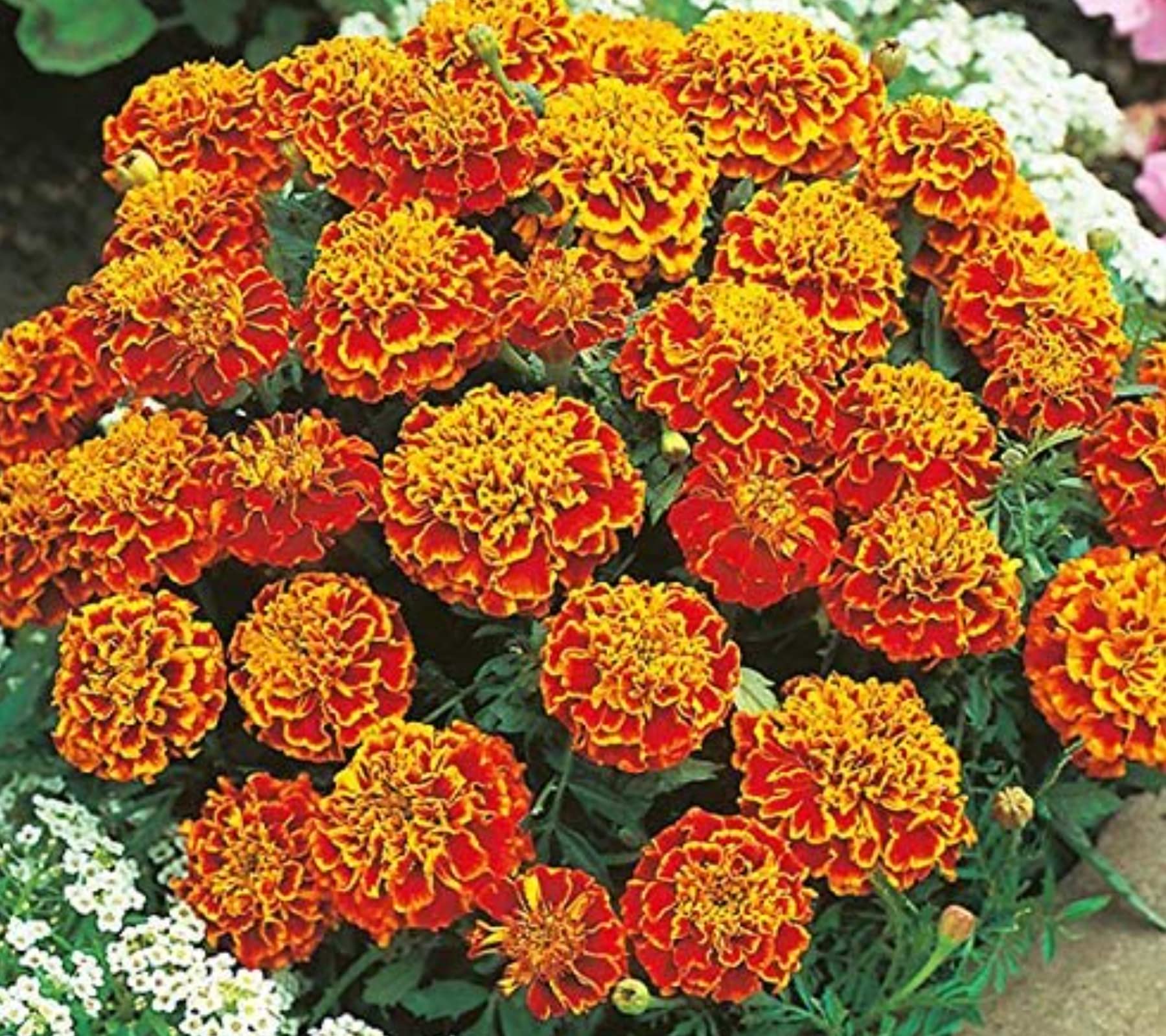 SRI SAI FORESTRY Marigold Flower Seeds (Red with Yellow Mix Color,100 Seeds) For Home Garden, Terrace, Balcony, Home Decoration (B0B9K6GXX3) Amazon Price History, Amazon Price Tracker