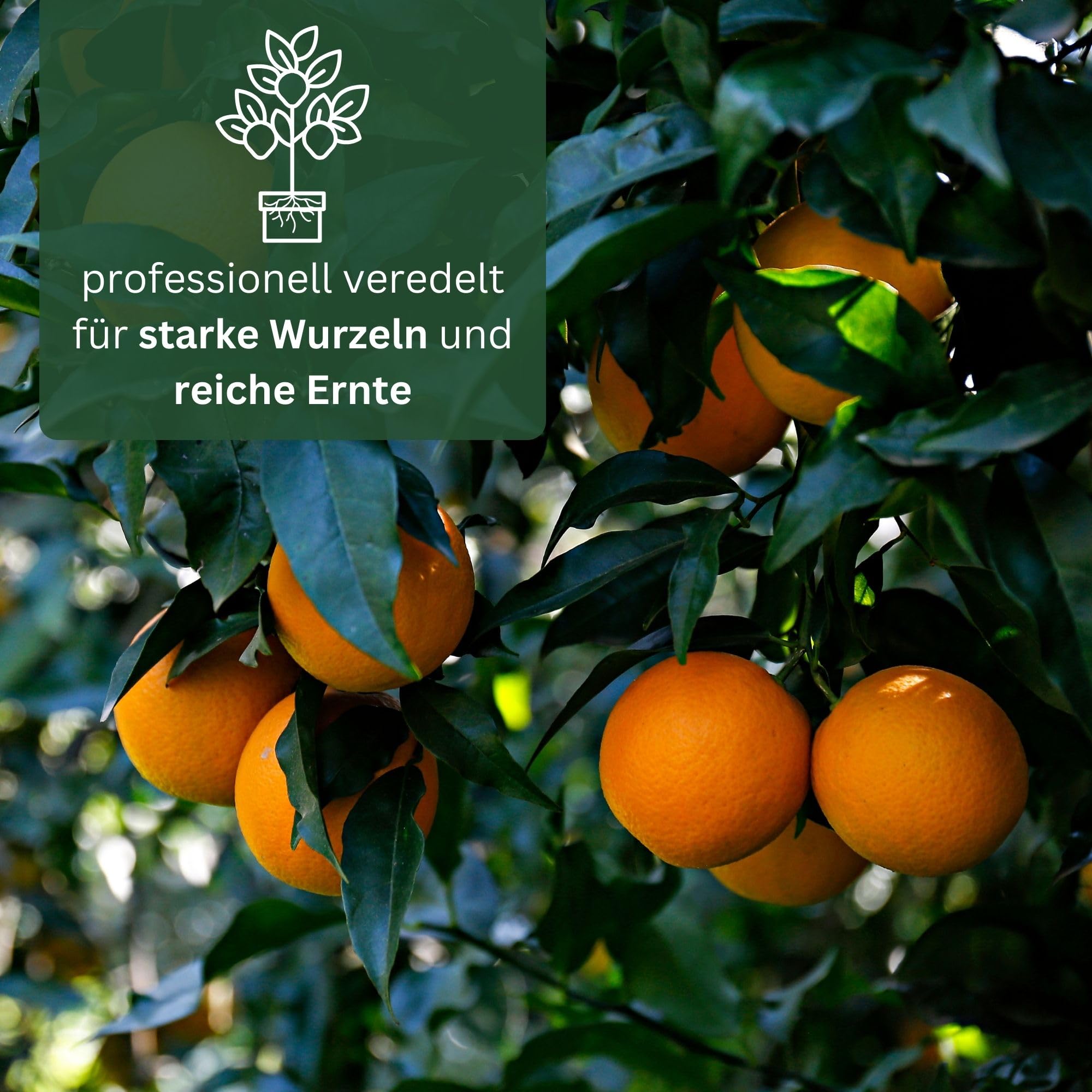 Blutorangenbaum Sanguinello Grande - echte Blutorange - Zitruspflanze - Blood Orange - veredelter Apfelsinenbaum in Gärtner-Qualität (Sanguinello, Grande)