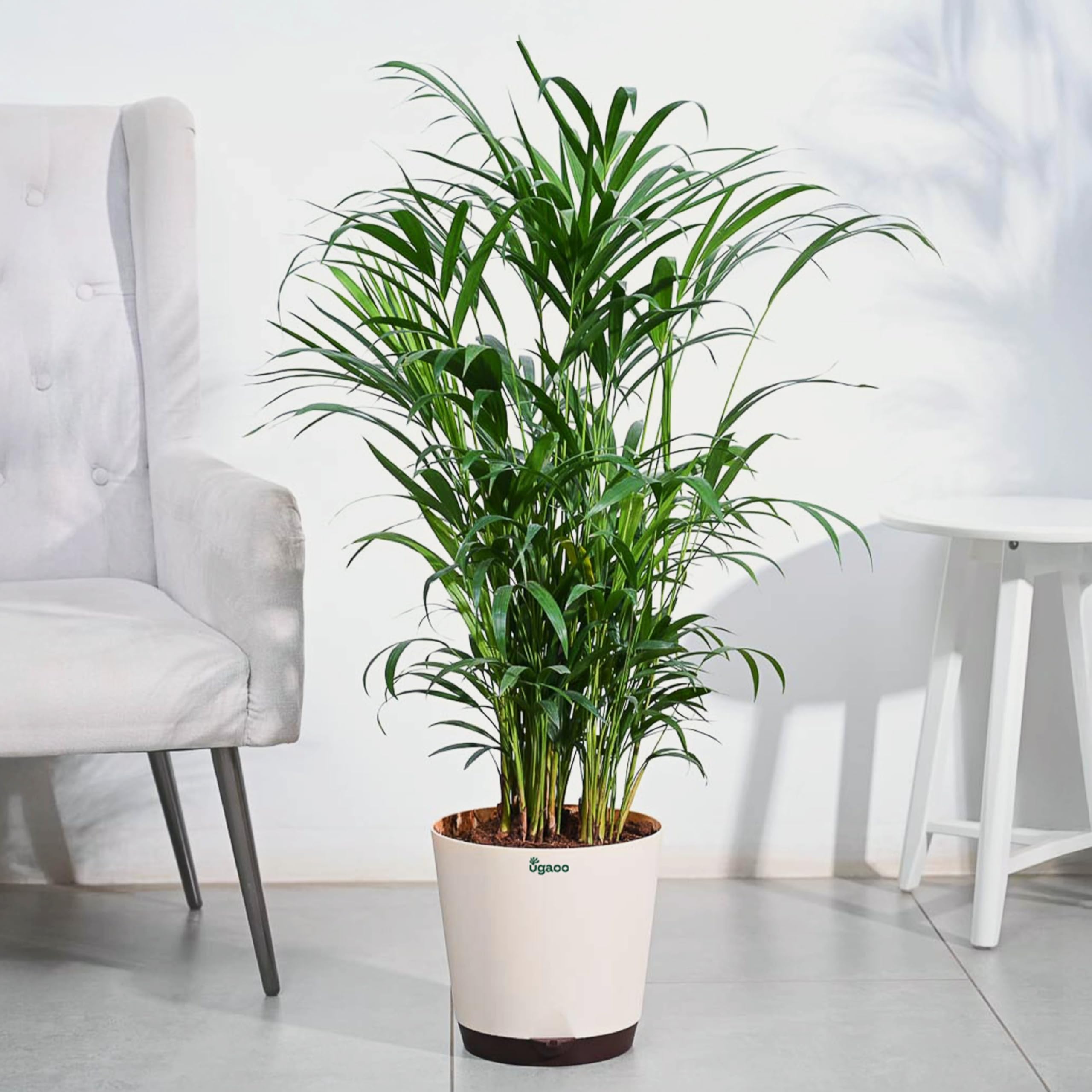 UGAOO Areca Palm Natural Live Indoor Plant with Pot - Extra Large