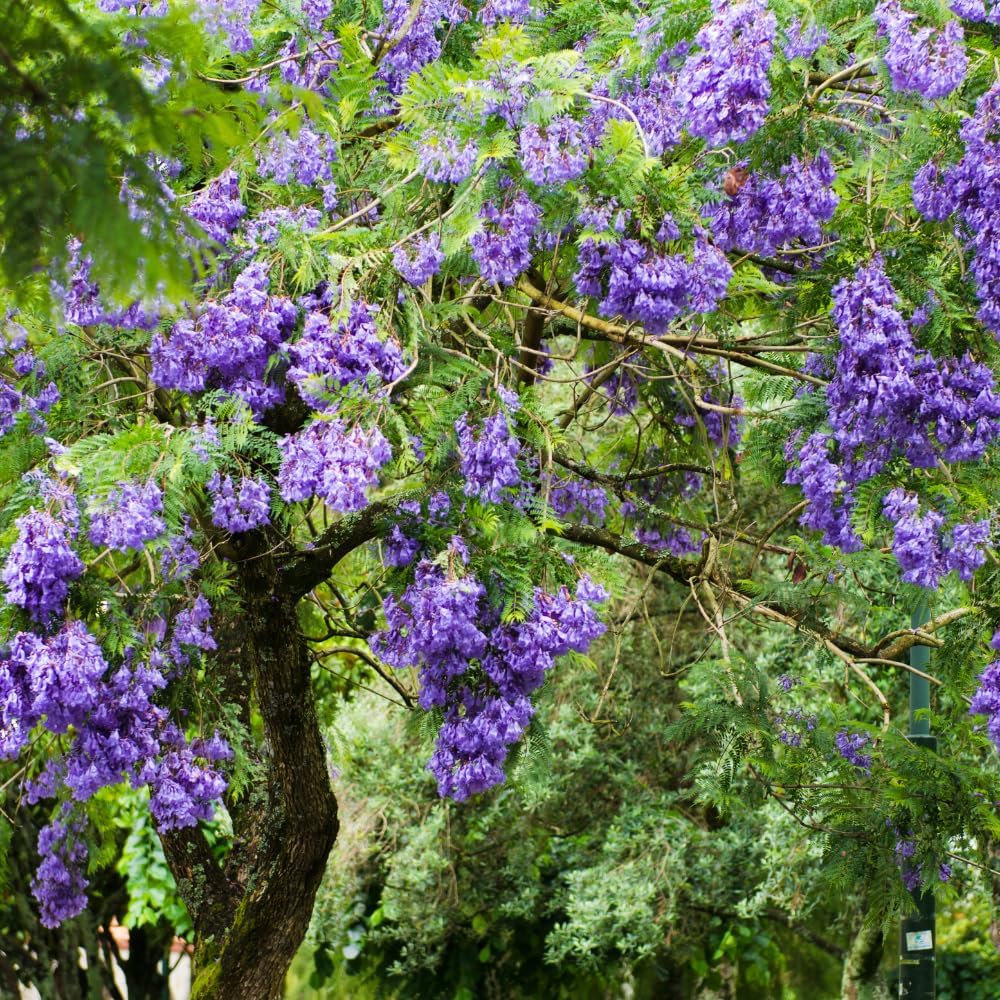 Blue Jacaranda Tree Live Plant 6-8 Inch Tall, Jacaranda Mimosifolia Flowering Plants Well Rooted