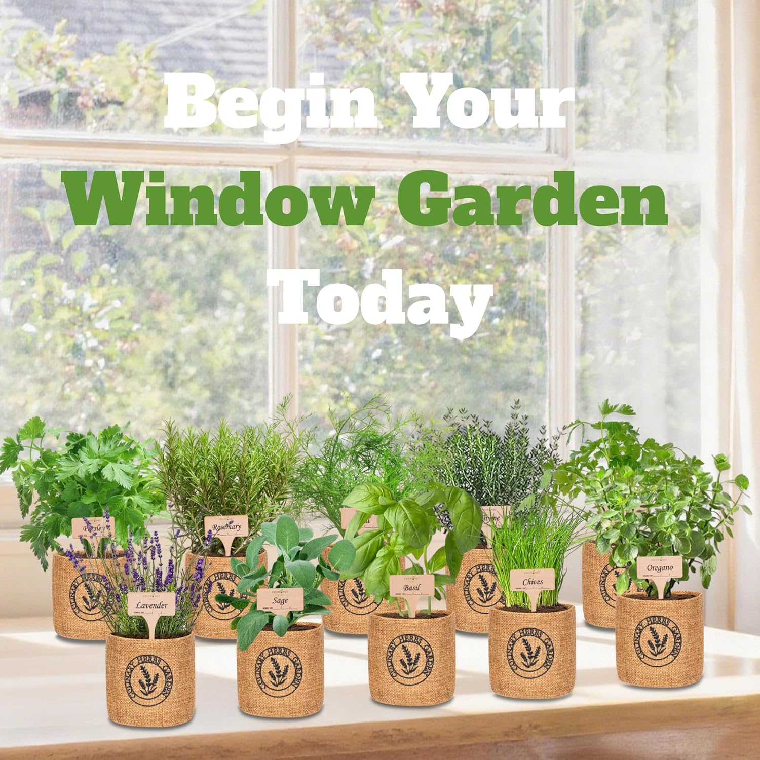 10 Indoor Herb Garden Kit- Burlap Pots, Organic Seeds, Herb Garden Planter Indoor Kit, Easy Window & Kitchen Herbs Growing Kit, Cilantro, Basil, Sage, Oregano, Parsley, Dill, Chives etc. - Image 6