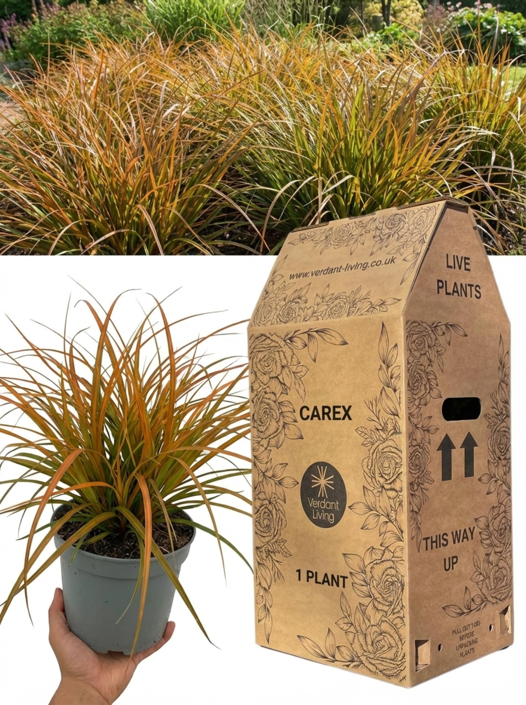 Carex Prairie Fire Ornamental Grass in 2Ltr Pot – Hardy Evergreen Perennial Grasses for Gardens, Borders, Patio, & Containers – Low Maintenance, Red Bronze Foliage, Year Round Interest, UK Grown