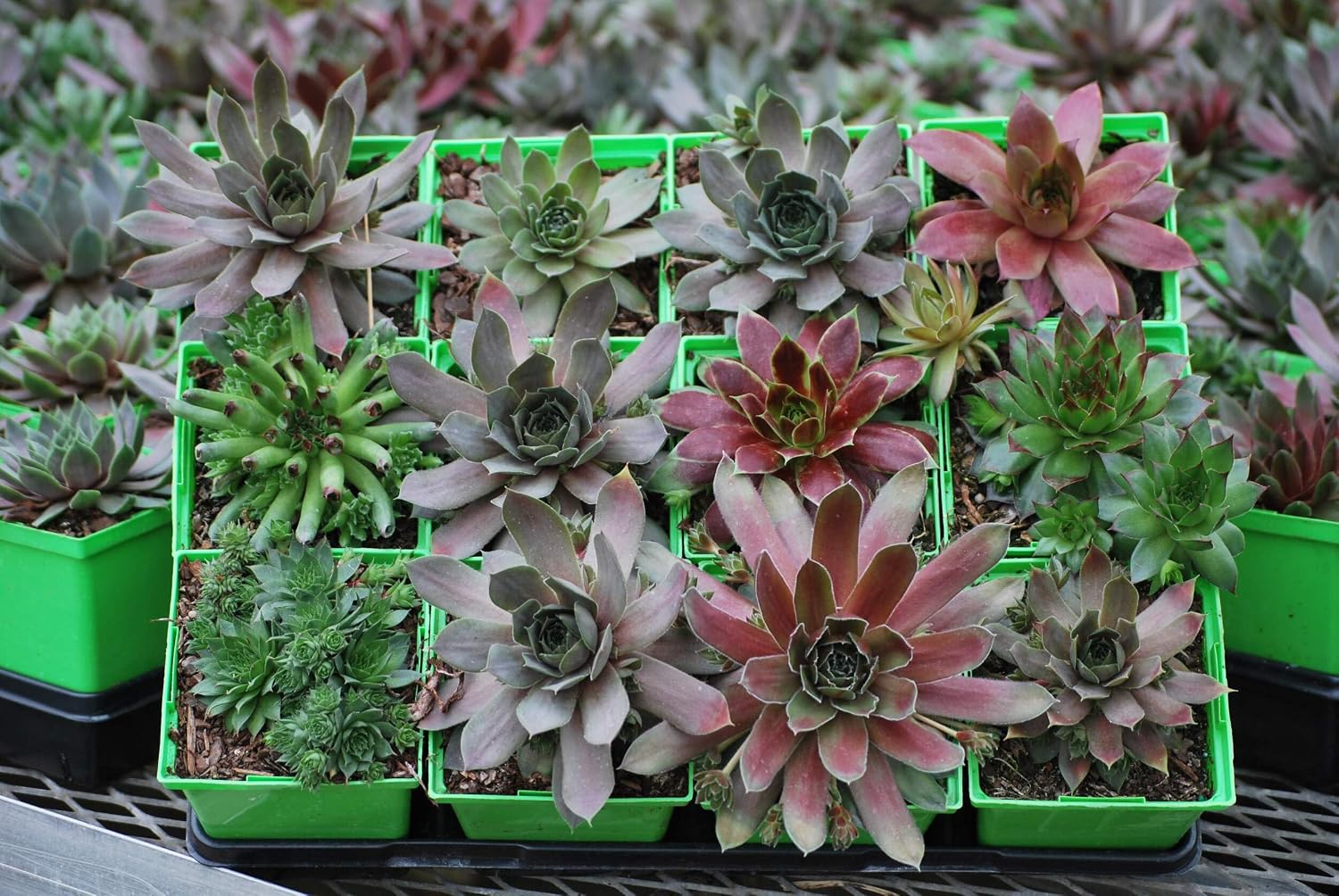 Perennial Farm Marketplace Sempervivum 'Hot Mix' (Hens & Chicks) Perennial, 1 Quart, Green/Red/Tan Foliage