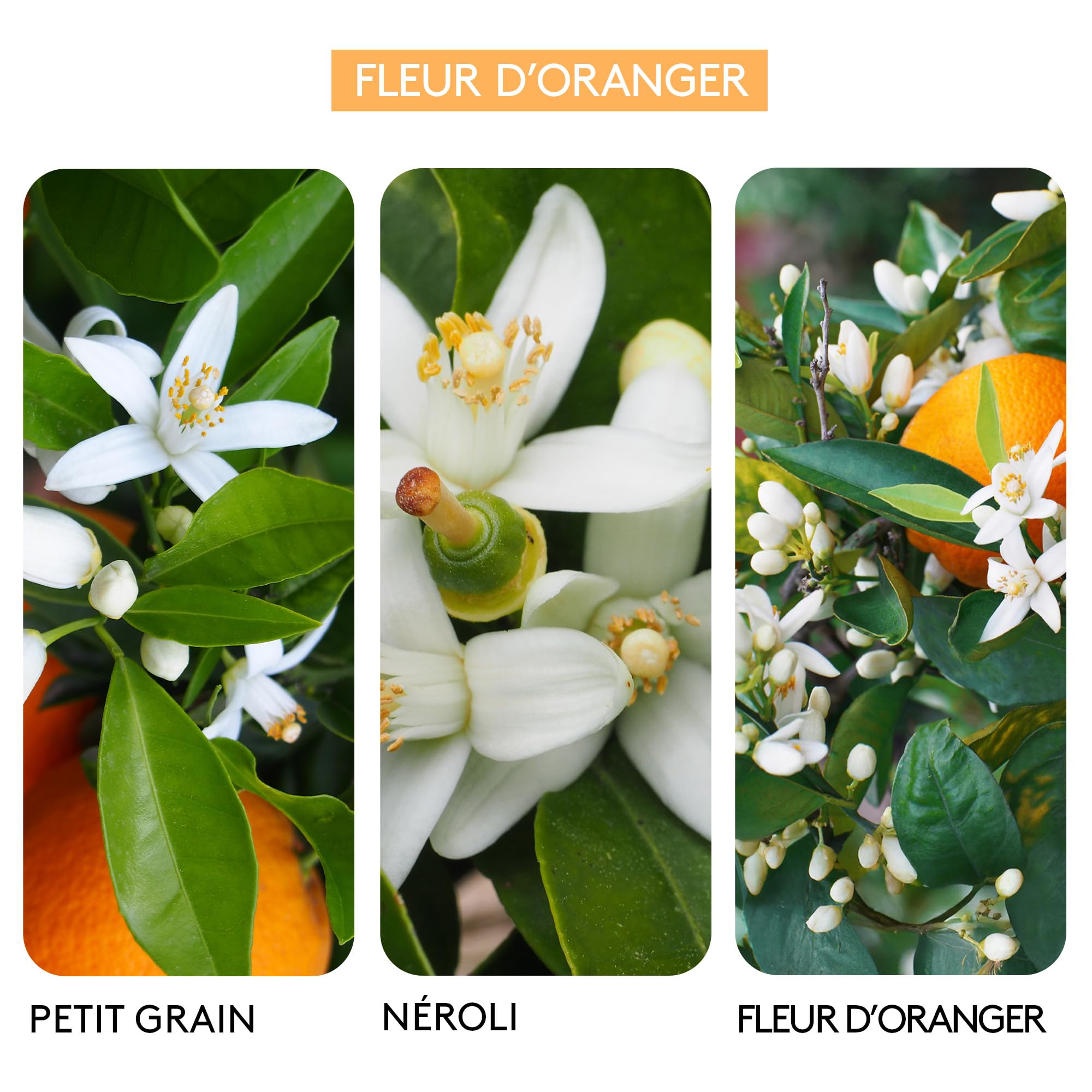 BERDOUES 1902 Eau de Cologne Fleur d’Oranger, Douce et Fleurie, Made in France, Sans colorant Parfum femme et homme, recharge 245ml
