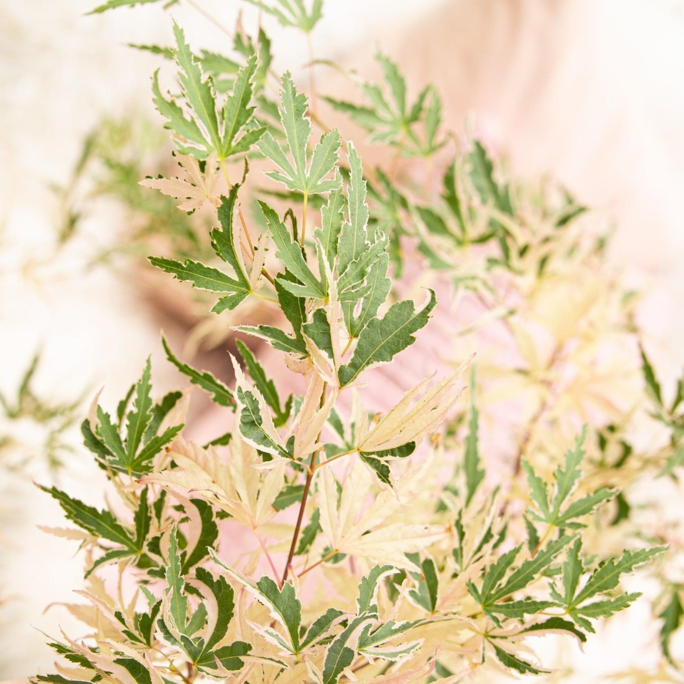 Plant in a Box - Érables du Japon - Set de 2 - Acer palmatum 'Taylor' - Hauteur 50-60cm - Pot 19cm - Plante d’extérieur - Vert - Rose