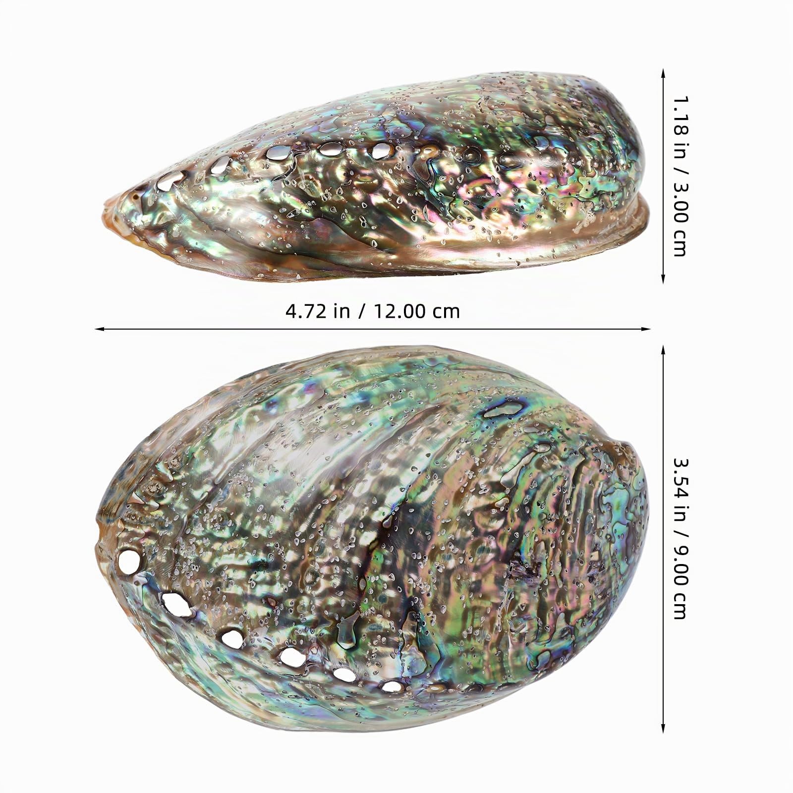 Veemoon Natürliche Abalone-Schale Shell Desktop Tank Zubehör Strand Räucherstäbchen Poliert Hoch DIY Anhänger Wohnschmuck Poliert Ring Tisch cm Paua für Halter Clearing Bowl Coastal Large Dekorative
