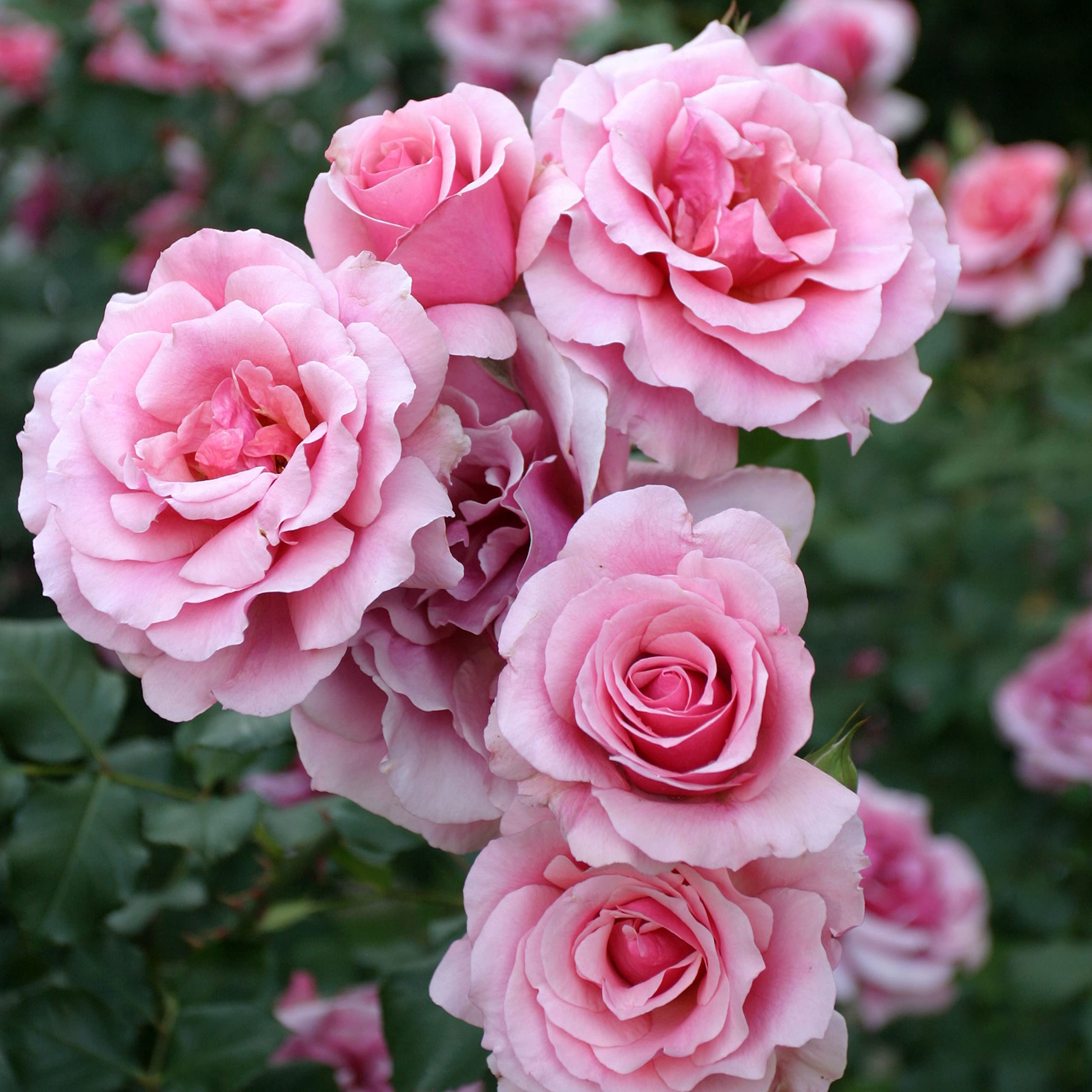 1 Pink Bush Rose Bare Rooted Plant, 30-40cm Tall Fragrant Shurb, Trellises Outdoor Landscape Aroma Flowers Archway Garden Fences Pergola