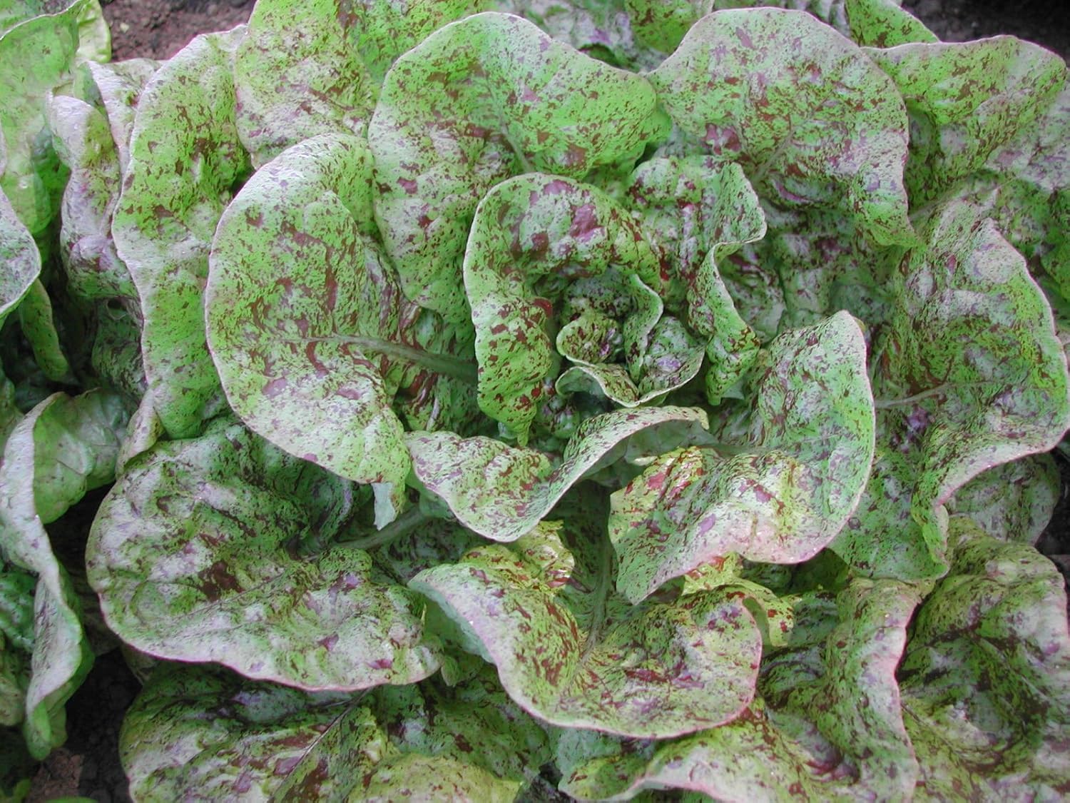 Organic "Speckles" Butterhead Lettuce Bibb Like 50+ Seeds