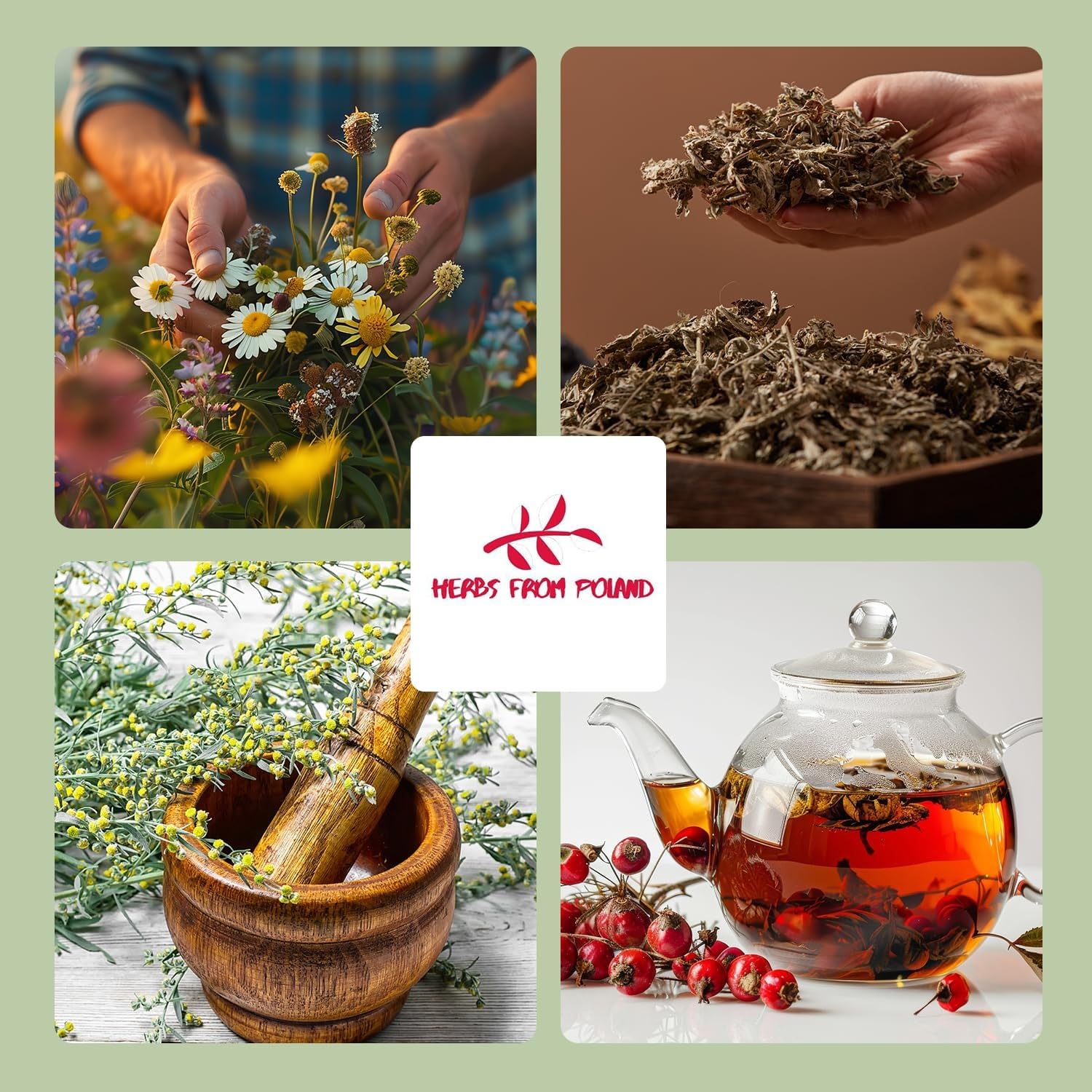 Herbs From Poland – Getrocknete Faulbaumrinde Naturbelassenes Ganzes Kraut Ohne Künstliche Zusätze Ideal für Aufgüsse und Gewürze (1000g, Faulbaumrinde)