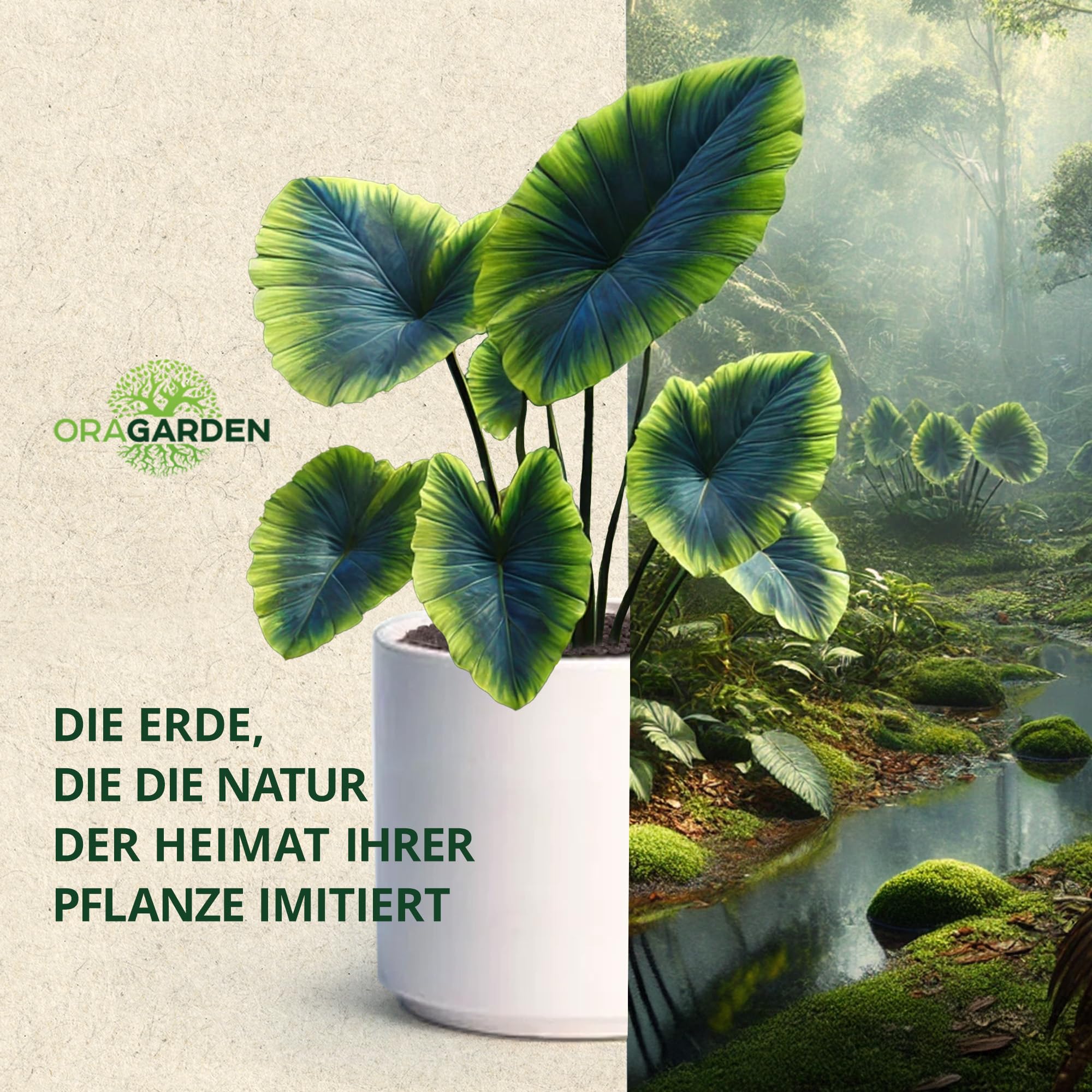 Alokasien Erde 12 Liter
