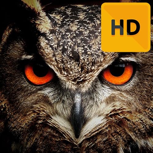 Owl Wallpaper HD