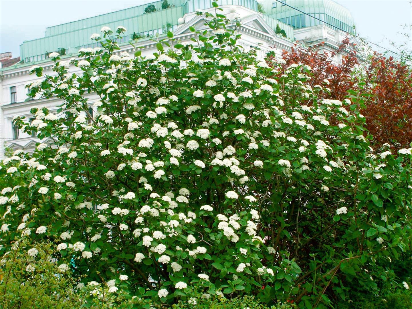 Wolliger Schneeball Viburnum lantana 150-200 cm Heckenpflanze winterhart | Sichtschutzhecke, sonnig bis halbschattig, schnittverträglich, insektenfreundlich, robust, dekorative Blüten und Beeren