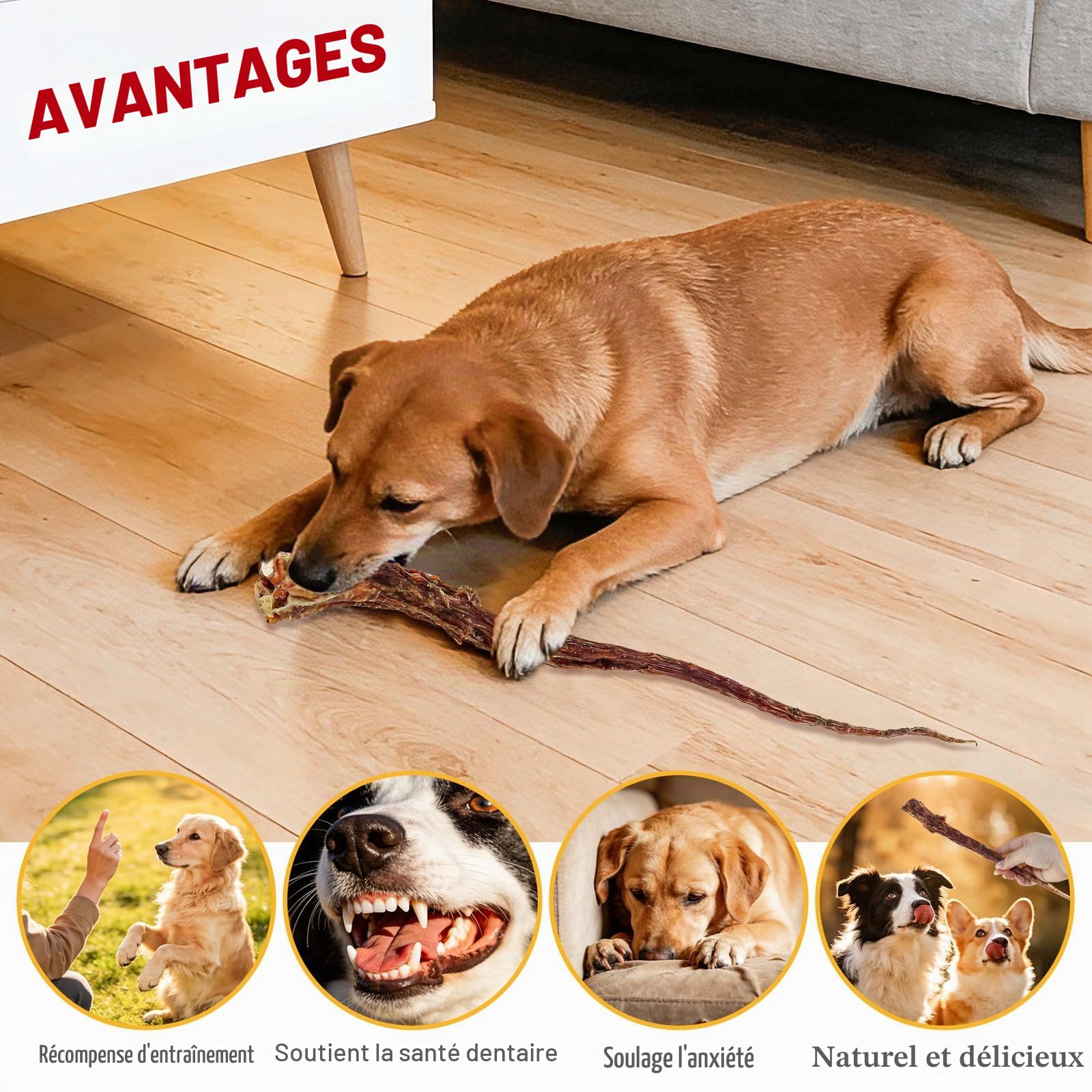 Os de Queue de Bœuf Nourris à l’Herbe pour Chiens-Friandises à Mâcher Durables, sans Additifs ni Remplisseurs, Favorise la Santé des Dents et des Gencives, Ingrédient Unique (3 PCS)