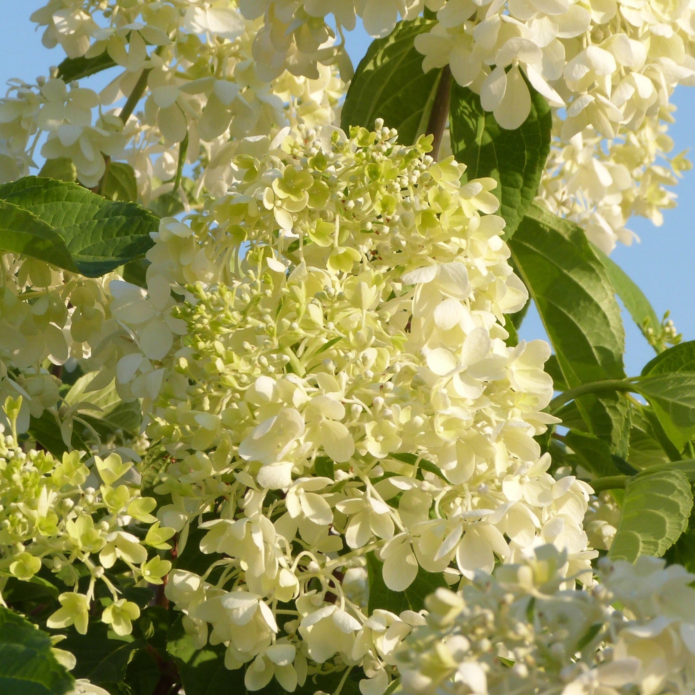 Plant in a Box - Hydrangea macrophylla 'Early Blue', 'Early Pink', 'Wudu' - Ortensia - Misto di 6 - Vaso 10,5 cm - Altezza 25-40 cm