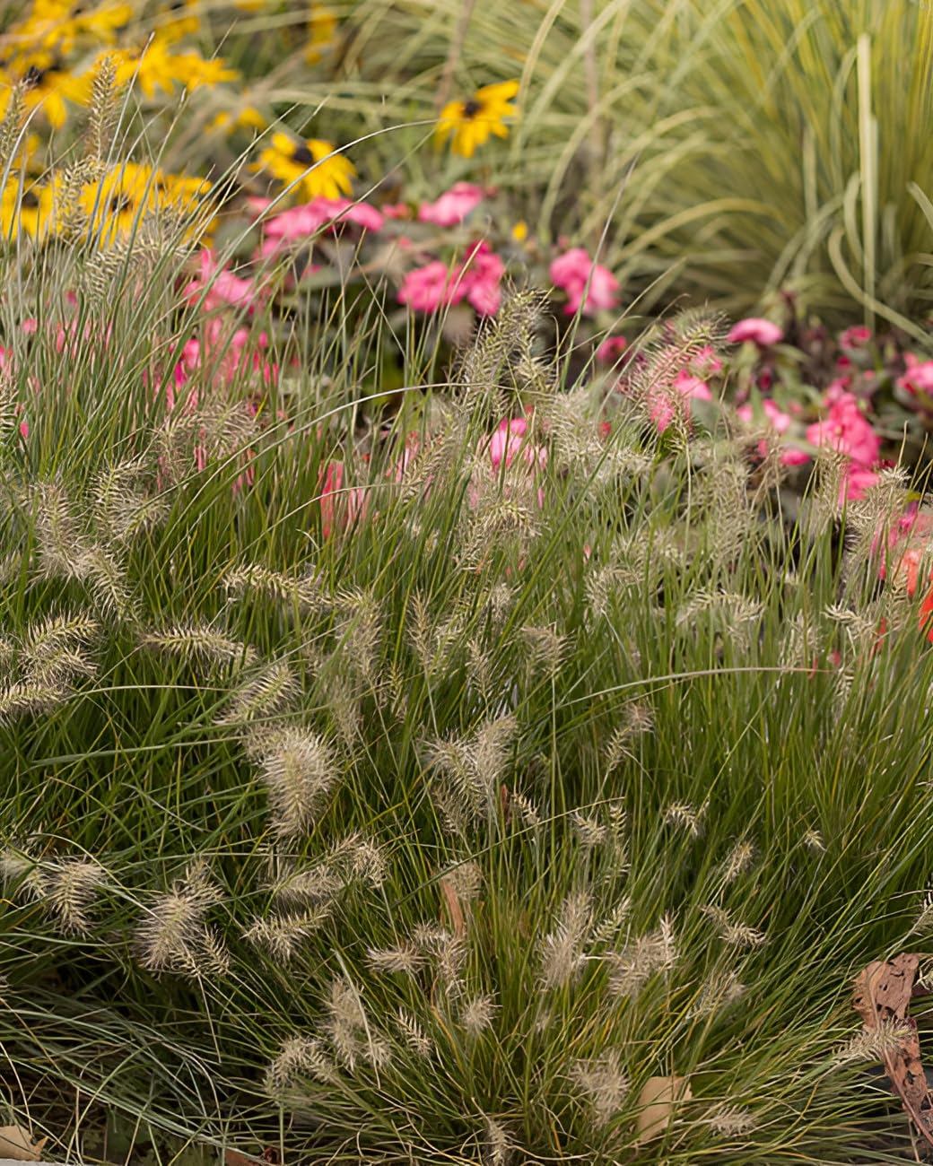 Stauden Gänge 10 x Pennisetum alopecuroides 'Little Bunny' winterhart | Niedriges Ziergras für Sonne, Blüte August bis Oktober, mehrjährig, 1 L Topf (11x11 cm)