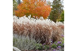 CHUXAY GARDEN Ornamental Miscanthus Giant Grass (Miscanthus Giganteus)