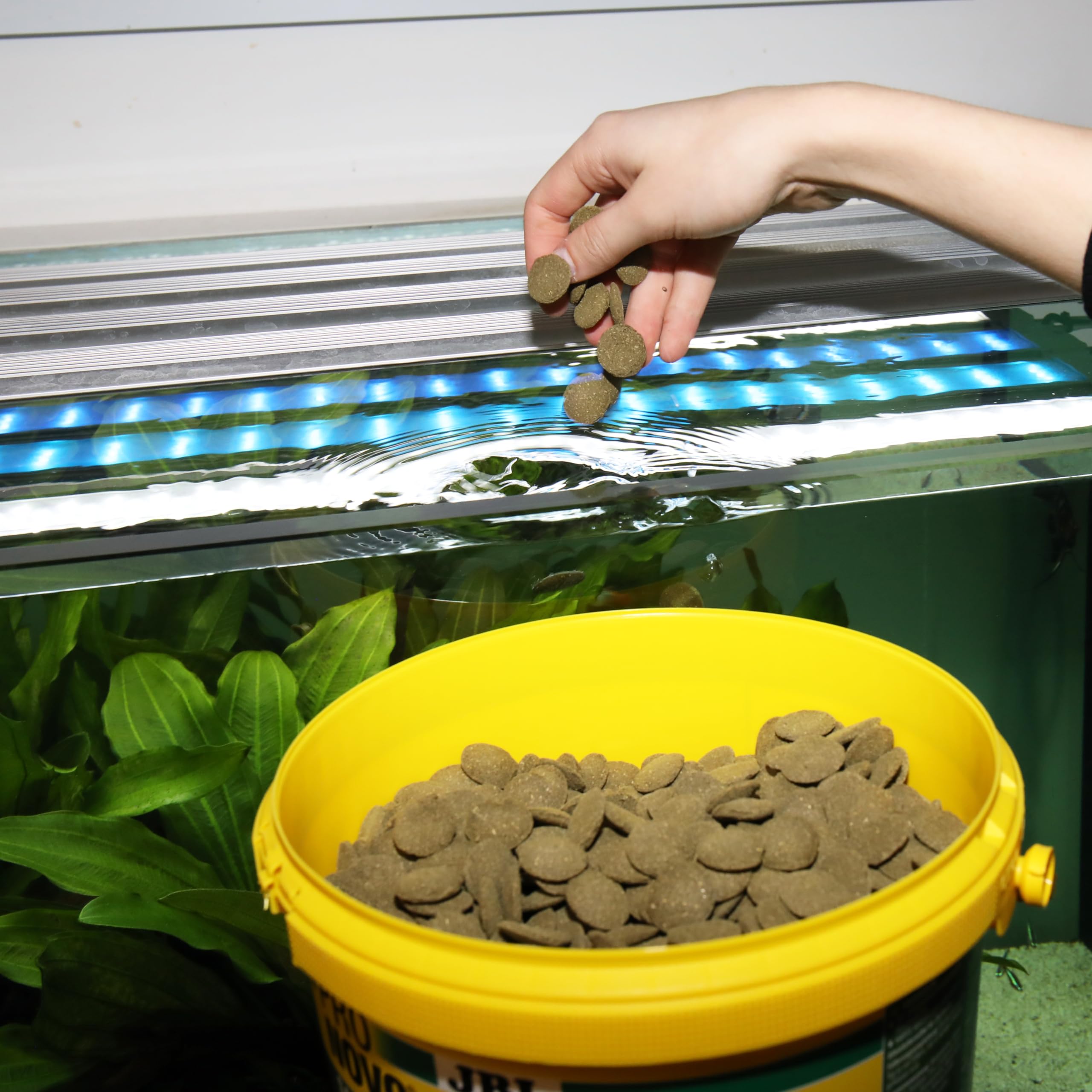 JBL PRONOVO PLECO WAFER, Comprimés Alimentaires avec part de Bois pour Locaridés Herbivores de 15-40 cm, Aliment pour Poissons, taille XL, 5,5 L