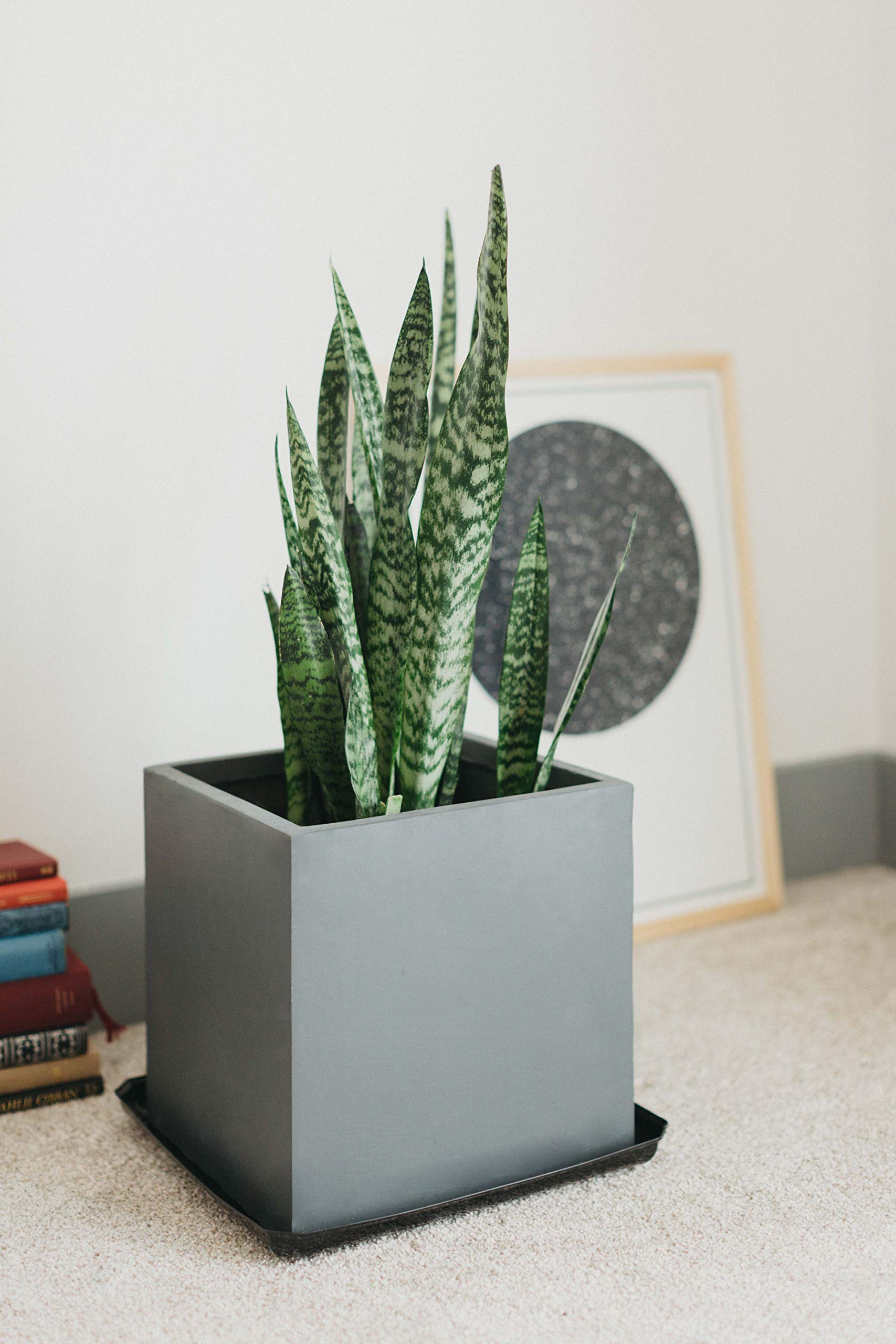 Curtis Wagner Plastics - Platillo para plantas (5 unidades), color negro, cuadrado (diámetro de 14,6 cm, base de 8 pulgadas, parte superior, 4 cm de profundidad)