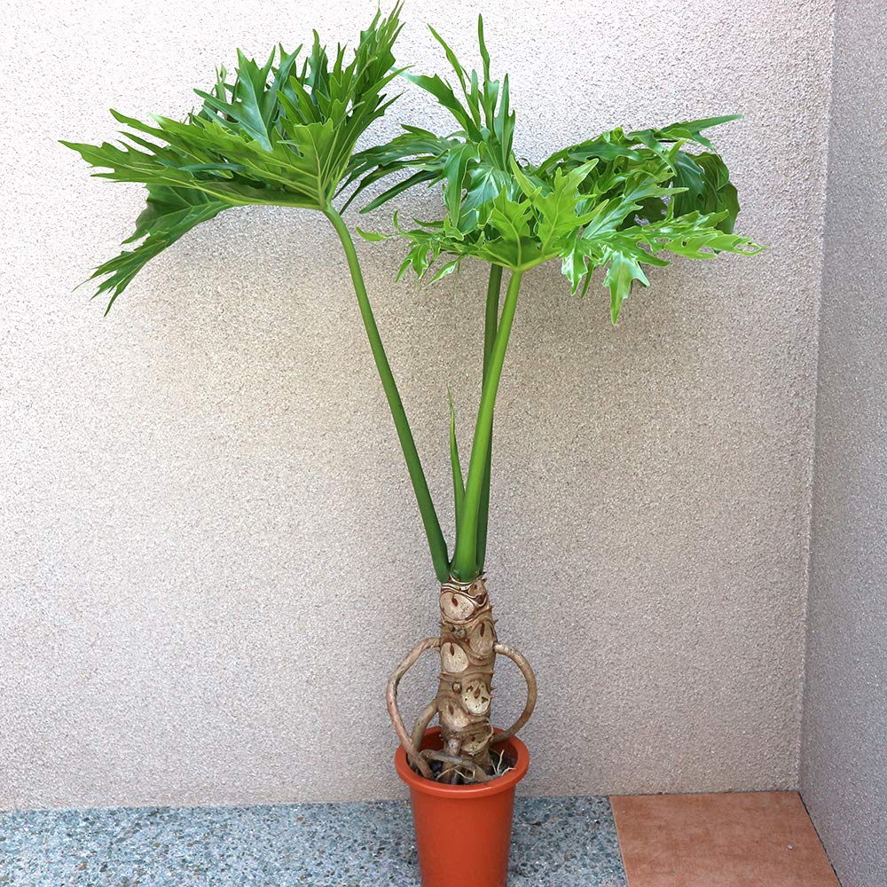 Amazon｜ITANSE フィロデンドロン・セローム 観葉植物 中型 6号