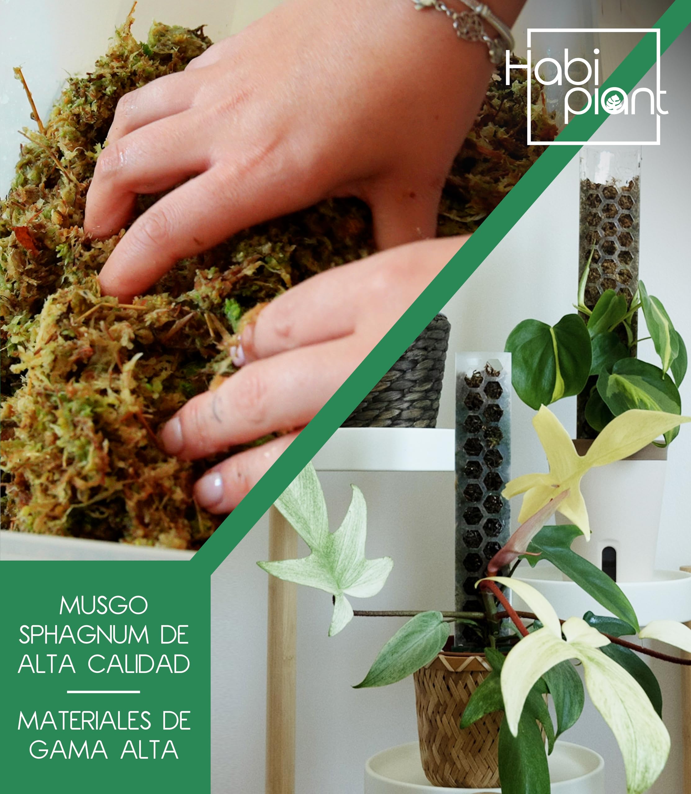 Set 6 Tutores de Musgo para Monstera Plantas Trepadoras de Interior Incluye Musgo Sphagnum 200g y Velcro 5m Tamaños L/M/S Soporte de Plastico Extensible Ideal Pothos Philodendron Aroides