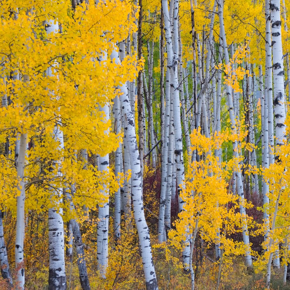 10 Quaking Aspen Plants Live, Cold Hardy Quaking Aspen Tree for Outdoor Garden, Dormant, 1 to 2 Ft in Height Live Aspen Trees Plants, Bare Root