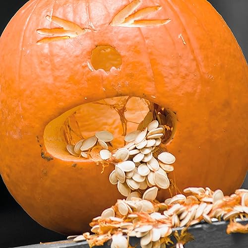 Miniatura 3 de Hallmark Divertidas tarjetas de Halloween (6 tarjetas con sobres) Calabaza vomitando