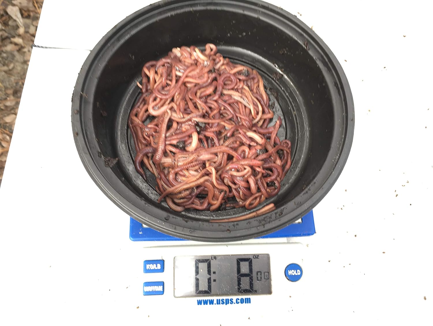 Worms Red Wiggler (1/2 Pound) Patio, Lawn & Garden