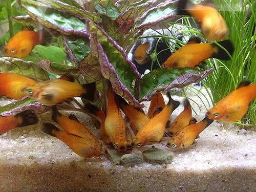 Miniatura 3 de Obleas hundidas de algas y espirulina ideales para Plecos peces de fondo bagre camarones caracoles cangrejo de río todos los peces tropicales