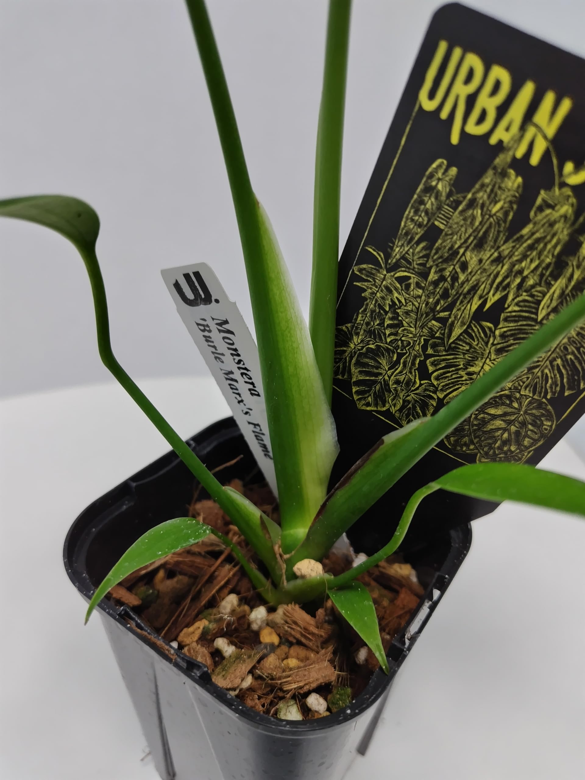 Amazon｜モンステラ バールマルクスフレーム 3.5号 苗 観葉植物 希少