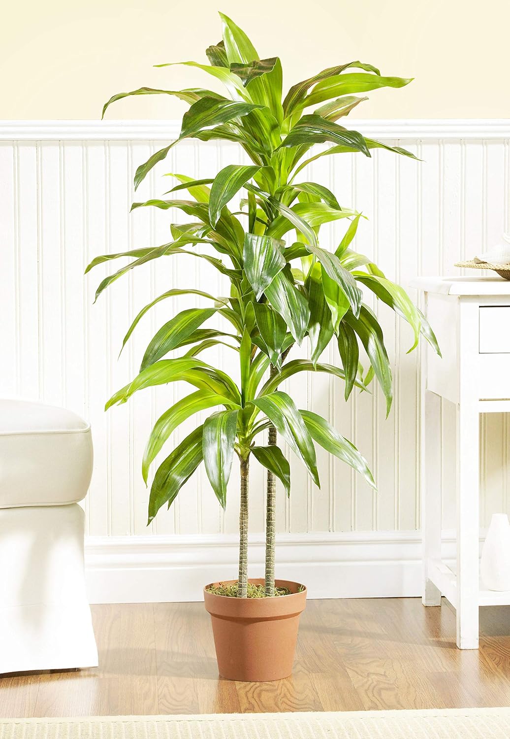 Nearly Natural 43in. Dracaena Silk (Real Touch) Artificial Plant, Green  Green 4855 35in. Sansevieria with Black Planter