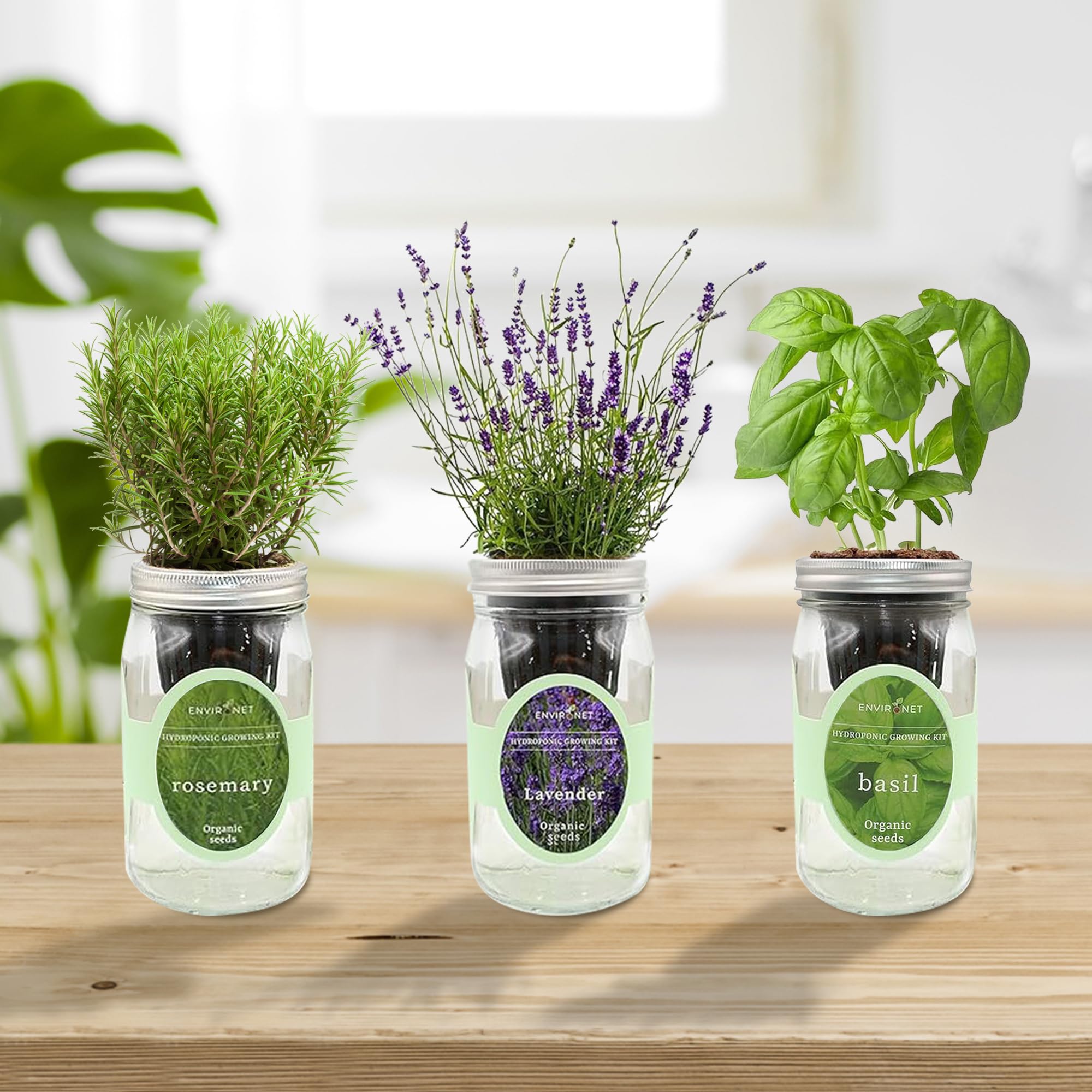 Environet Hydroponic Herb Growing Kit Set, Self-Watering Mason Jar Herb Garden Starter Kit Indoor, Windowsill Herbs Garden, Grow Your Own Herbs from Organic Seeds (Rosemary, Lavender, Oregano): Lavender, Rosemary & Basil