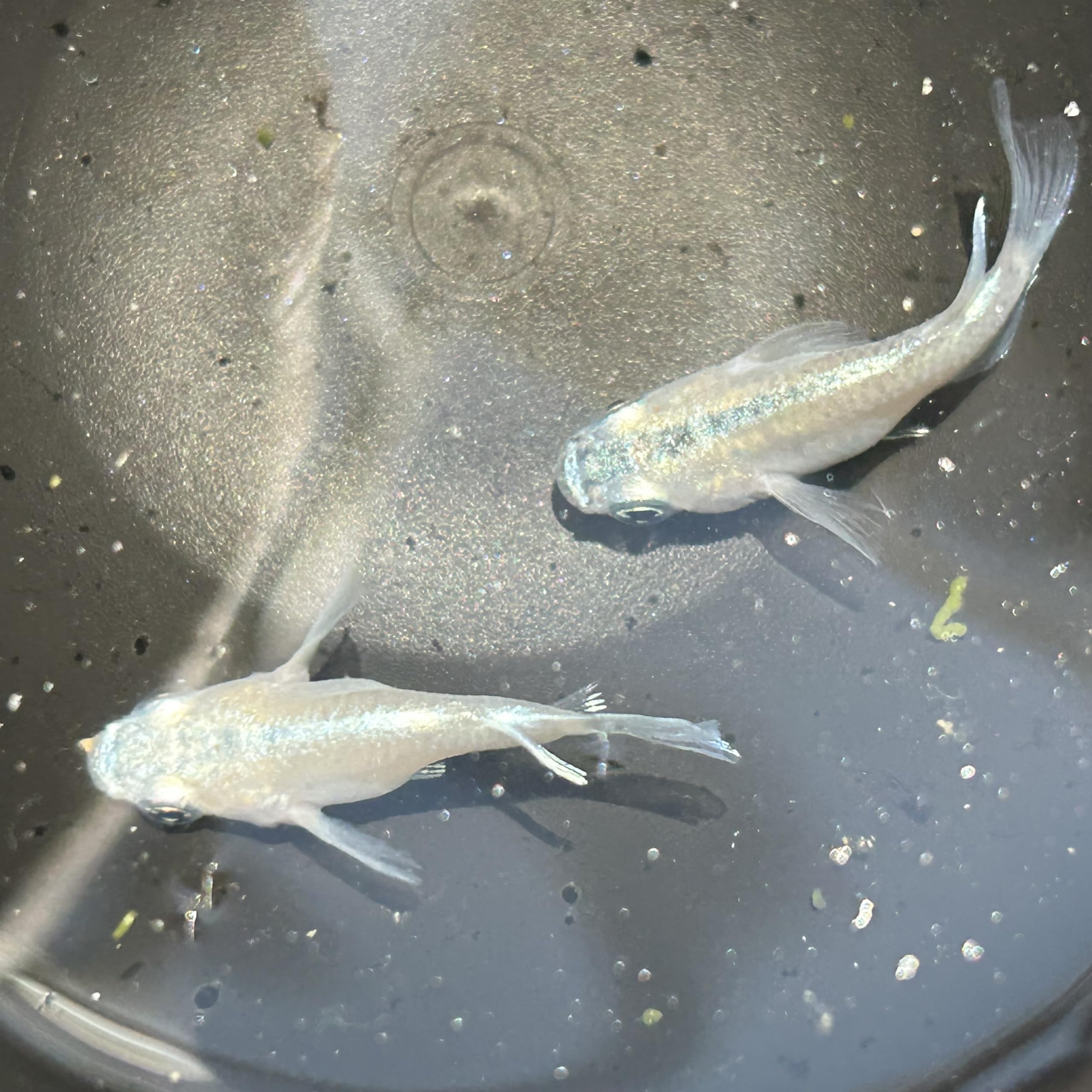 ☆めだか（増量中）黒ラメ幹之の有精卵　25個＋α　送料無料　屋外飼育☆　