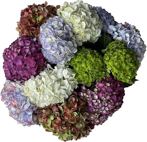 Miniatura 3 de Flores del Este 10 tallos surtidos (jarrón no incluido)  Envío directo de Fresh Farm  No hay entregas el fin de semana  Regalo para el día de la