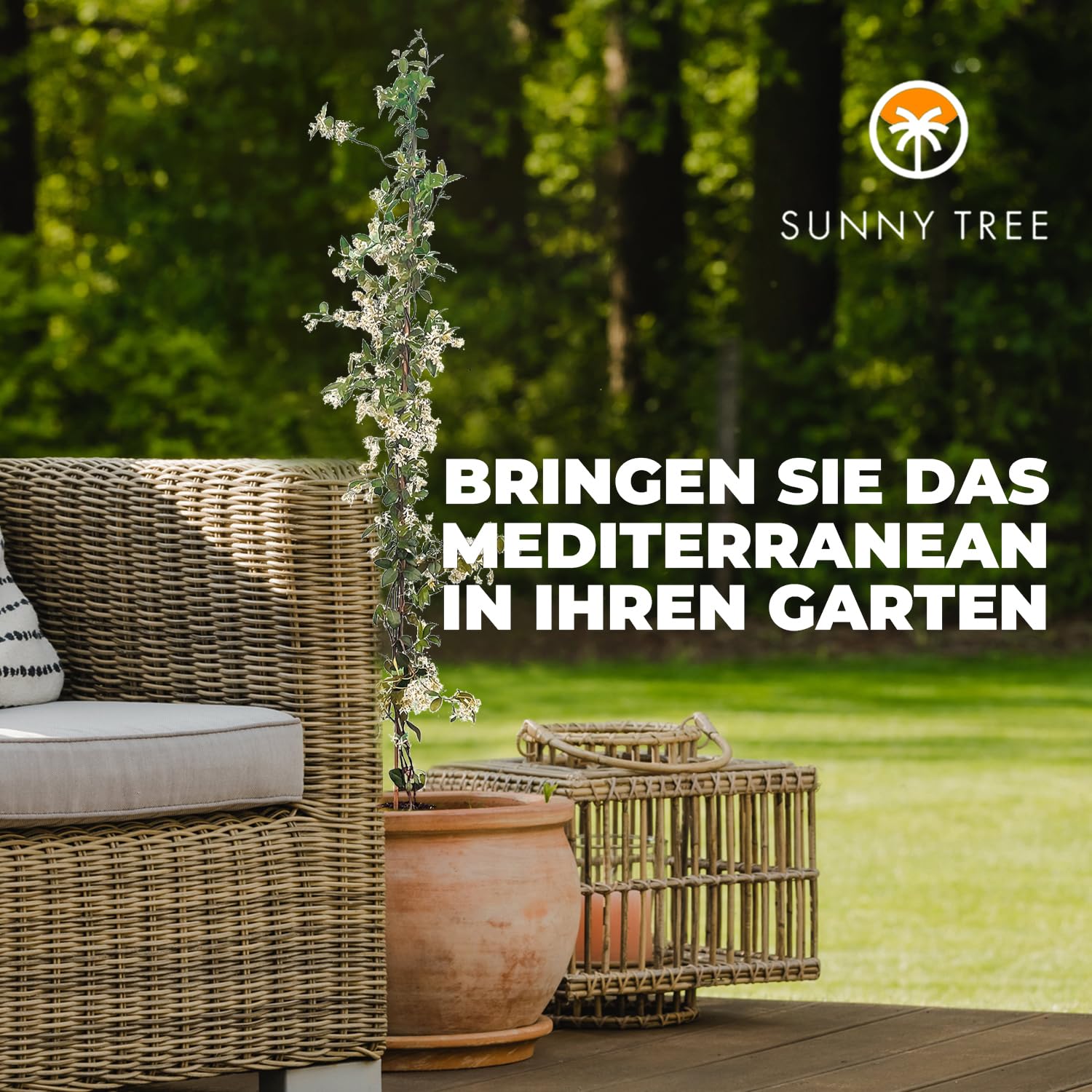 Sunny Tree - 2 szt. jaśmin - toskański jaśmin - Trachelospermum Jasminoides - 120 cm - Roślina pnąca - Mrozoodporna - A+
