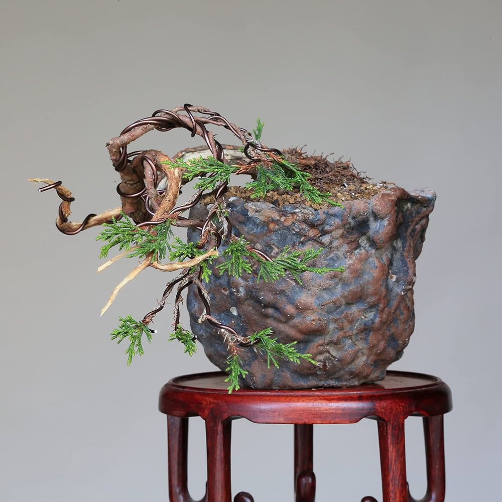 Amazon.co.jp: 糸魚川真柏 懸崖づくり 小品盆栽 【泰寿園 Online