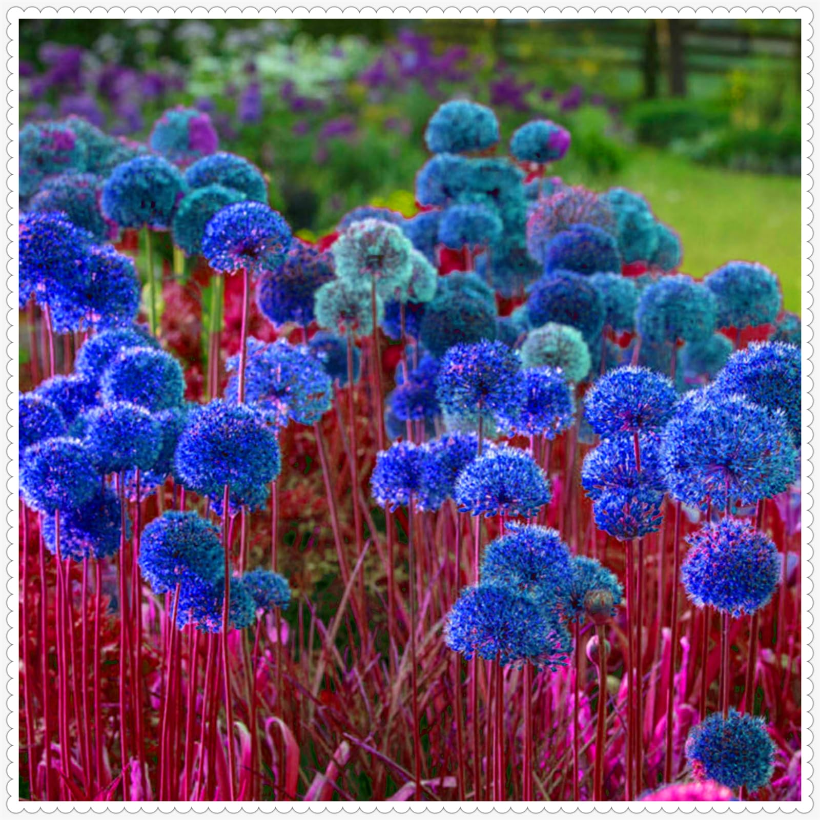 Hardy,Giant Allium Bulbs,Perennial,Professional for Brilliant Garden Displays-15 Bulbs-F — image 1