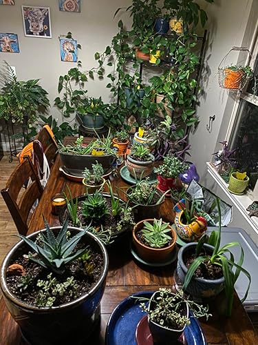 Miniatura 6 de Trampa para moscas (12 unidades), en forma de frutas, color amarillo, para interiores y exteriores, moscas blancas, mosquitos, hongos, insectos