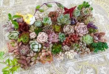 81jaWdhHWSL._AC_UF350,