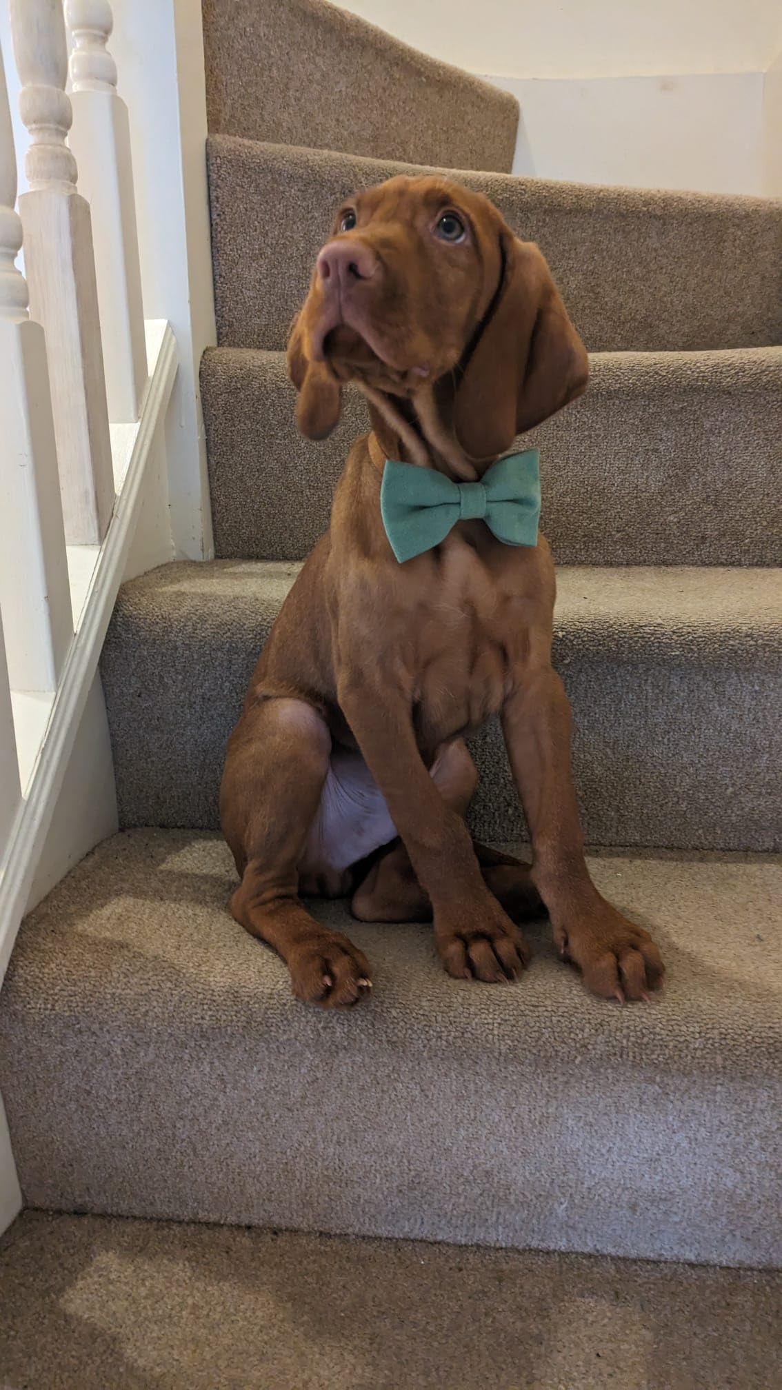 Sage Green Cotton Blend Dog Bow Tie, 10cm x 5cm - Image 4