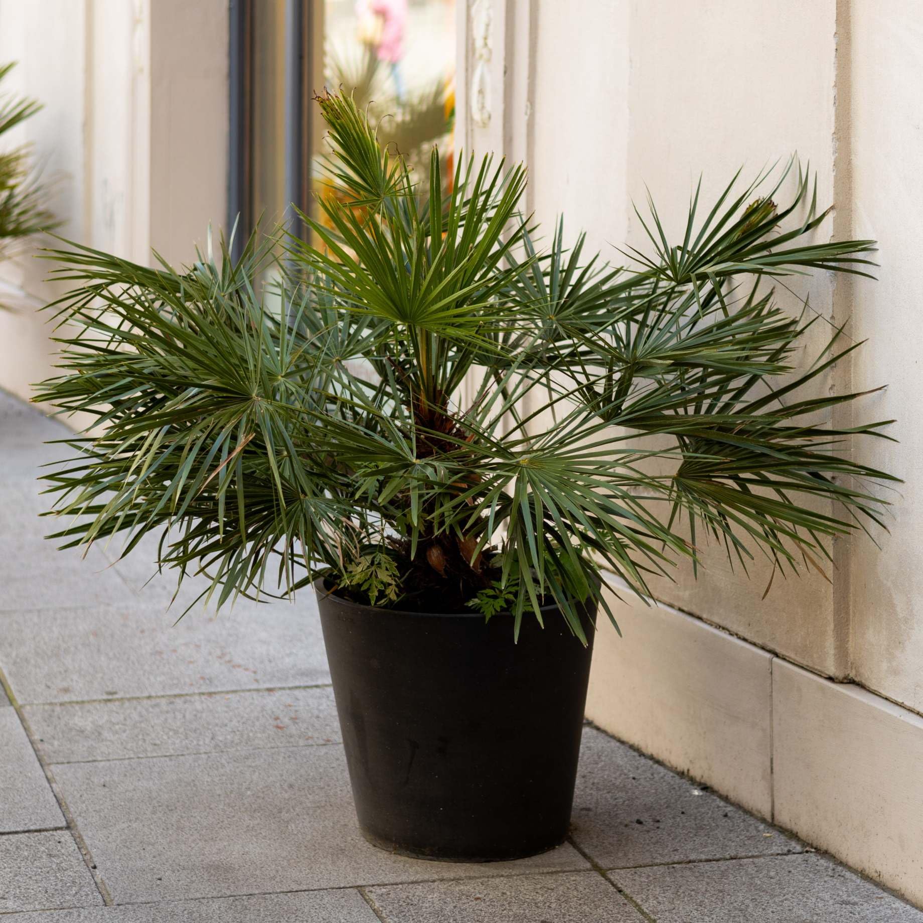 Hardy Fan Palm Tree Live Outdoor Plant | Windmill/Mediterranean Palm | Potted Evergreen Shrub for Patio & Garden | Winter Hardy, Low Maintenance