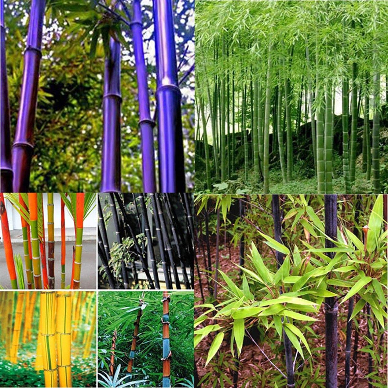 Buy 300+ Mix Rare Bamboo for ing Fast Growing Trees Easy to Grow Online
