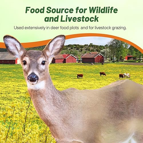 Miniatura 6 de Outsidepride 5 lb. Brassica Trophy Semilla de colza de forraje para parcelas de alimentos y cultivos de cobertura