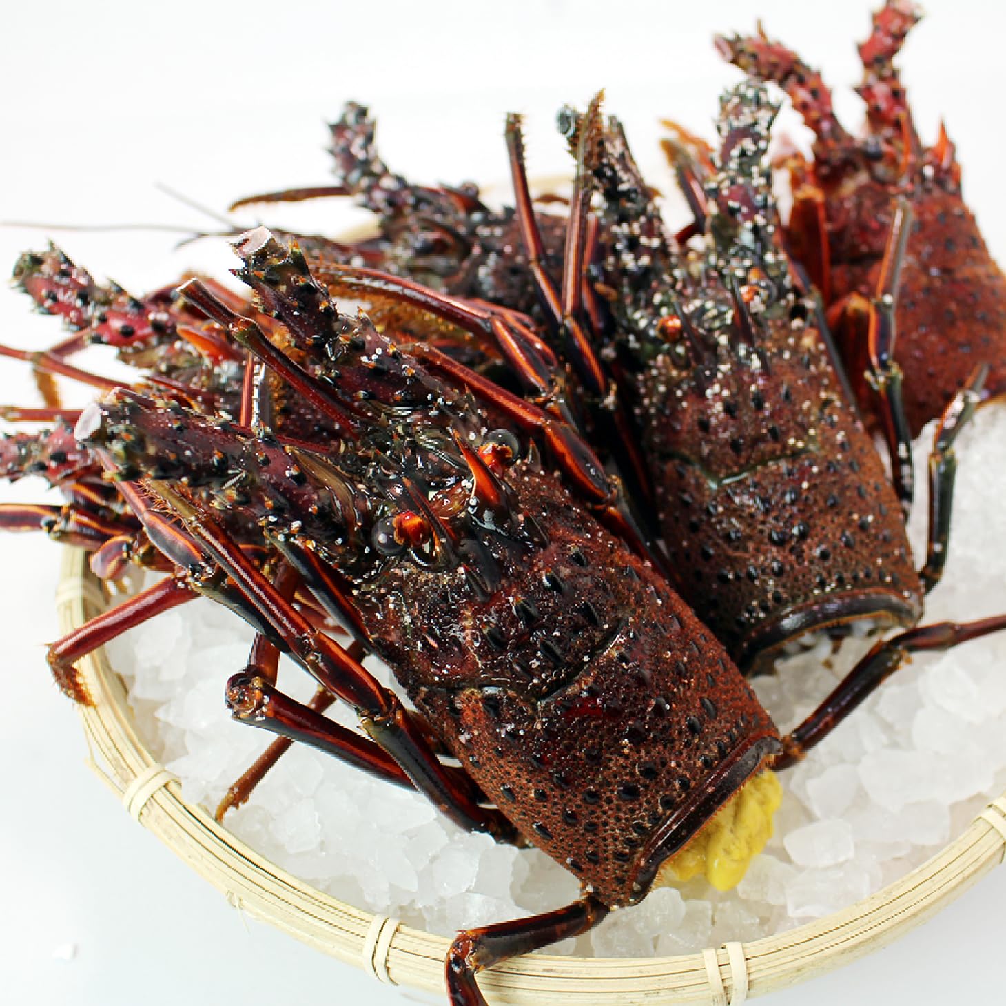 在庫限り無くなり次第終了❗★活け★ ★ 伊勢海老 伊勢エビ3kg 活伊勢海老 活きたまま発送 ちょっとワケあり 標準サイズ 3尾入