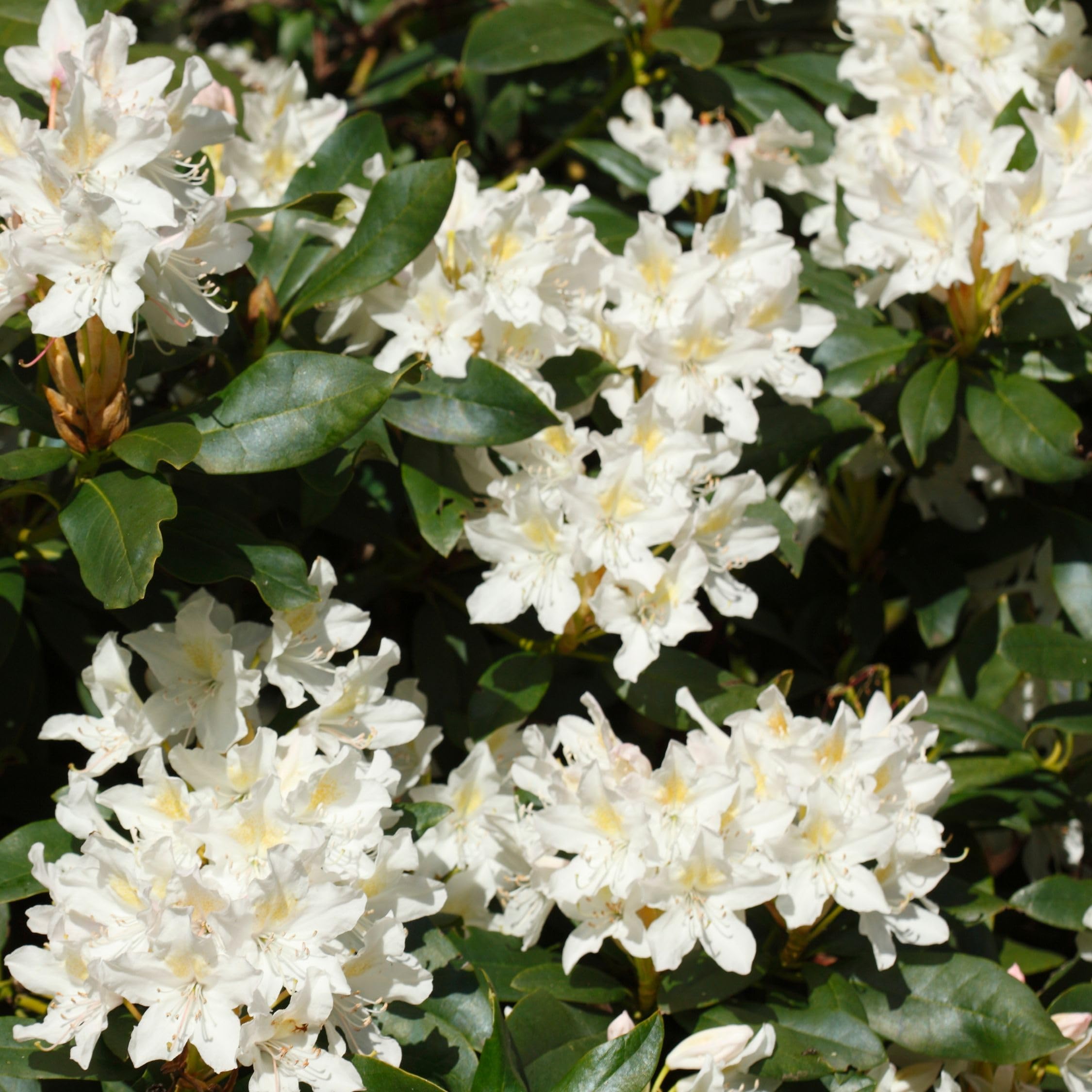 Plant in a Box - Hardy Rhododendron Mix - 6 Mix - Rododendros - Maceta 9cm - Altura 25-40cm