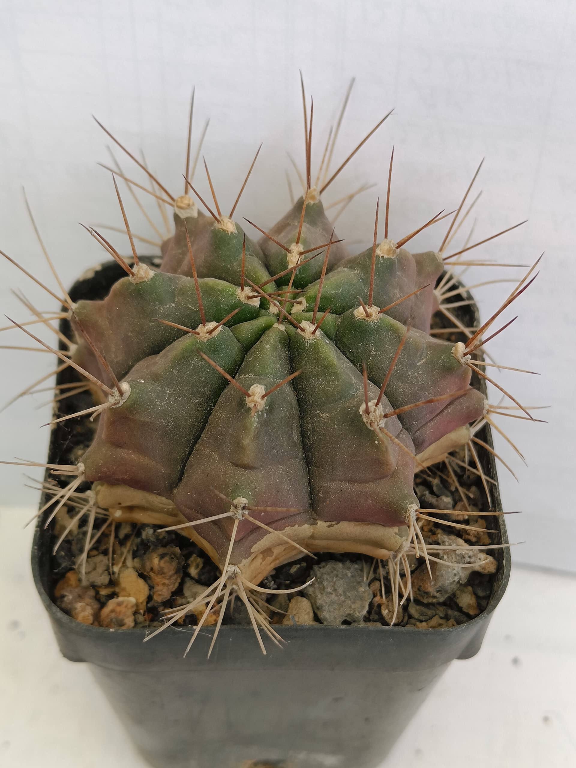 See full amazon price history chart for PASSION GARDEN/GYMNOCALYCIUM ANISTISII (LIVE CACTUS PLANT) PASSION GARDEN/GYMNOCALYCIUM ANISTISII (LIVE CACTUS PLANT) (B0BYW4NM5X) Amazon Price History, Amazon Price Tracker