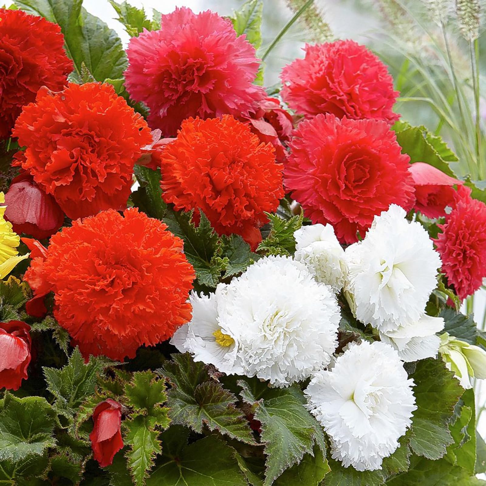 Tuberous Begonia Bulbs - Excellent Display-1 Bulb-J