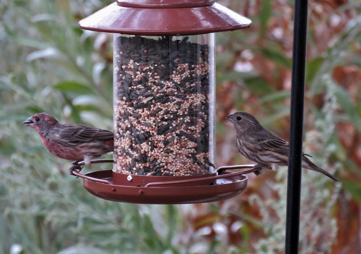 BirdCraft Tube Bird Feeder for Outdoor Hanging – Large 2 lb Seed Capacity Wild Bird Feeder with Dual Wrap-Around Perches, Metal Lid & Seed Tray for Garden Yard – Copper